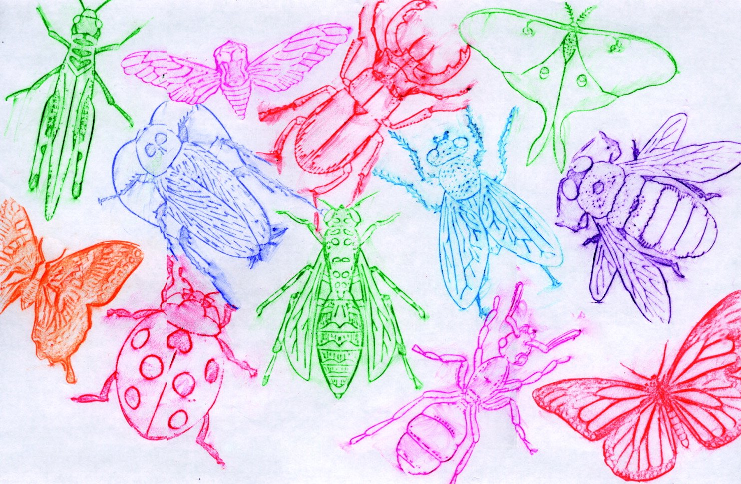 Roylco True Insects Rubbing Plate, 4-1/2 X 6-1/2 in, Set of 16