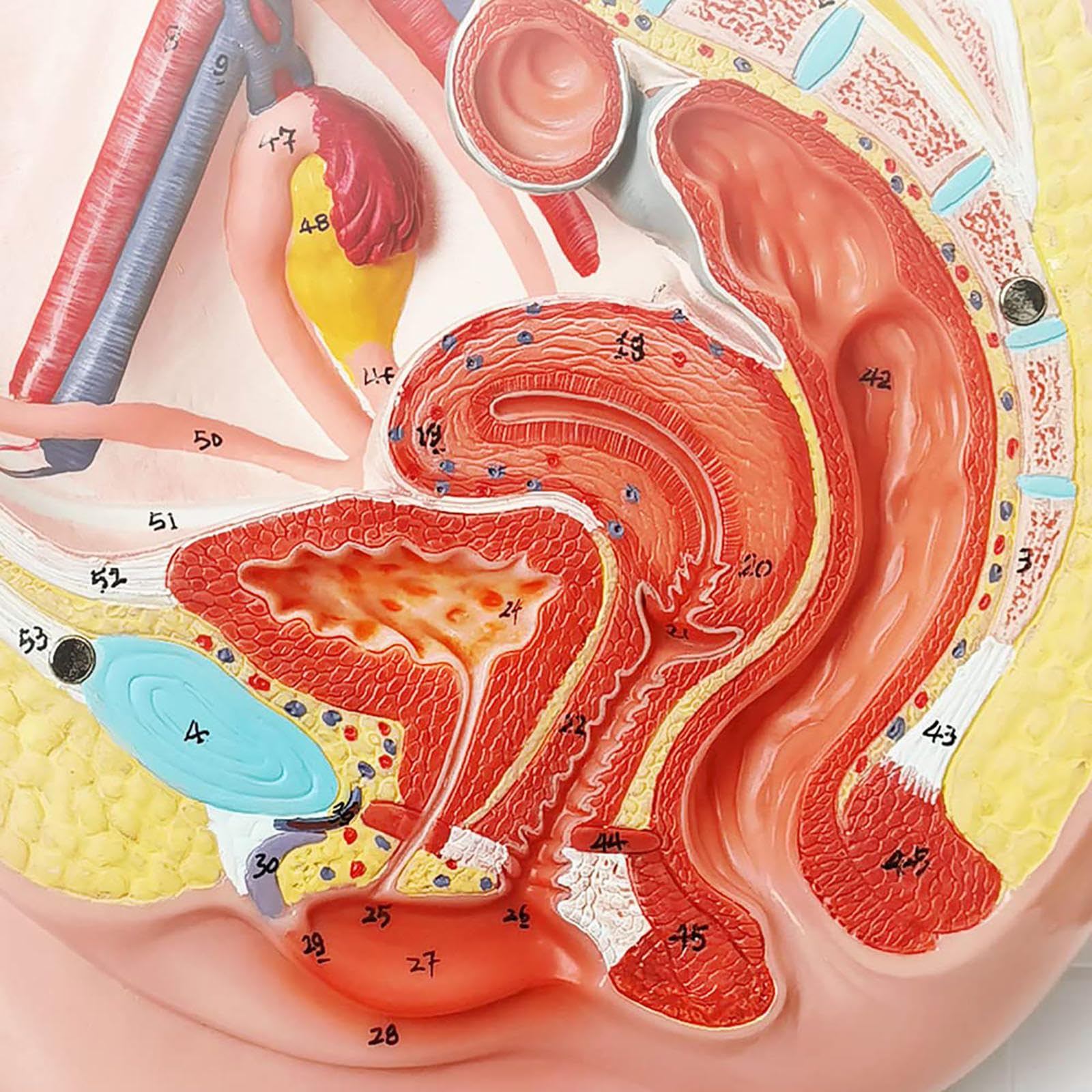 ANATOMY - FEMALE 解剖学模型 Amazon.co.jp: 女性の骨盤の生殖の解剖学の模型、等身大の女性の骨盤の