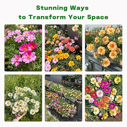 Miniatura 7 de Portulaca Grandiflora & Moss Rose Seeds | Más de 10,000 semillas anuales de reliquia sin OMG para plantar rosas musgo, jardines de rocas y rosas