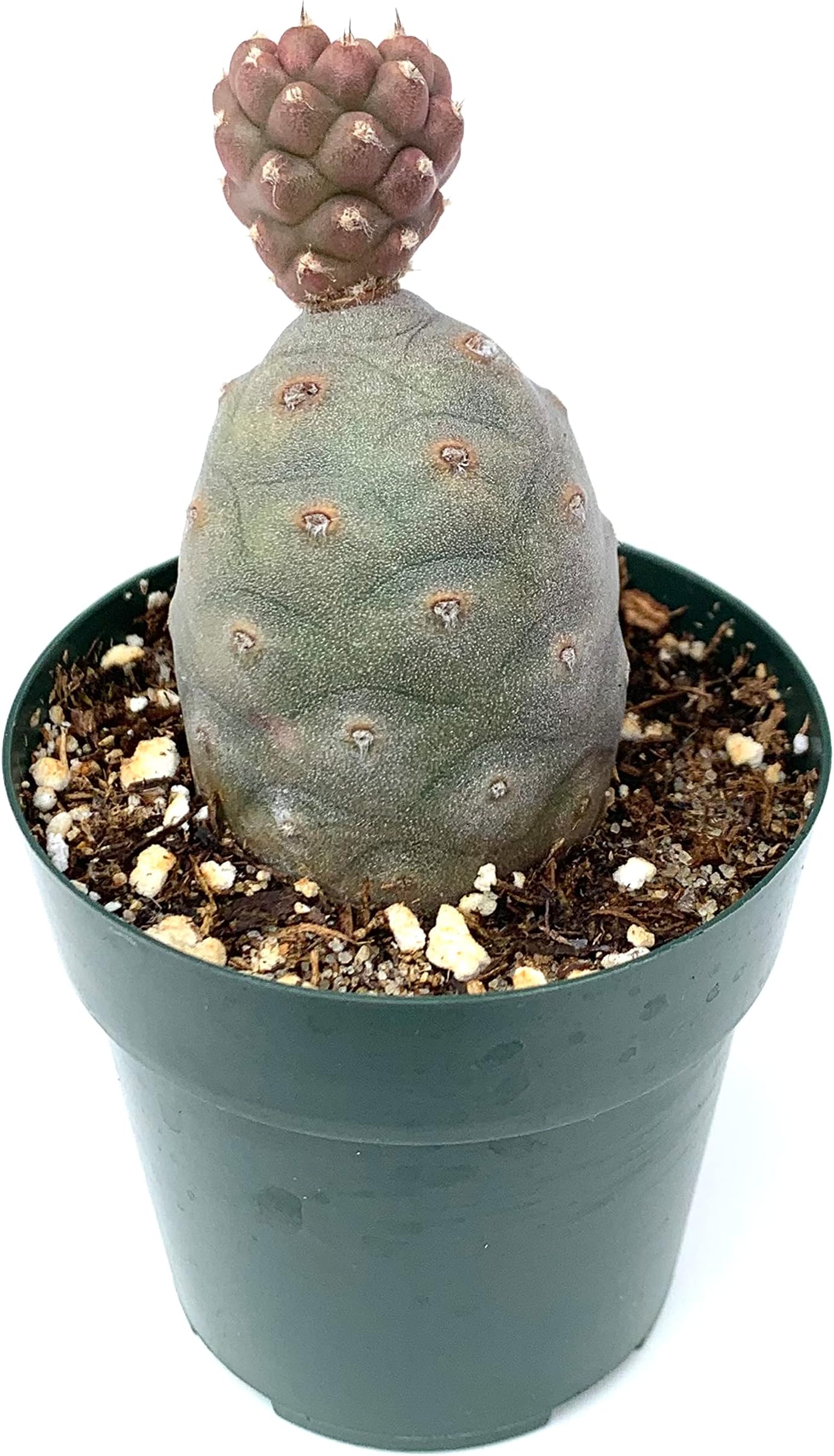 Pine Cone Cactus Tephrocactus Articulatus VAR Inermis Live Potted Cactus