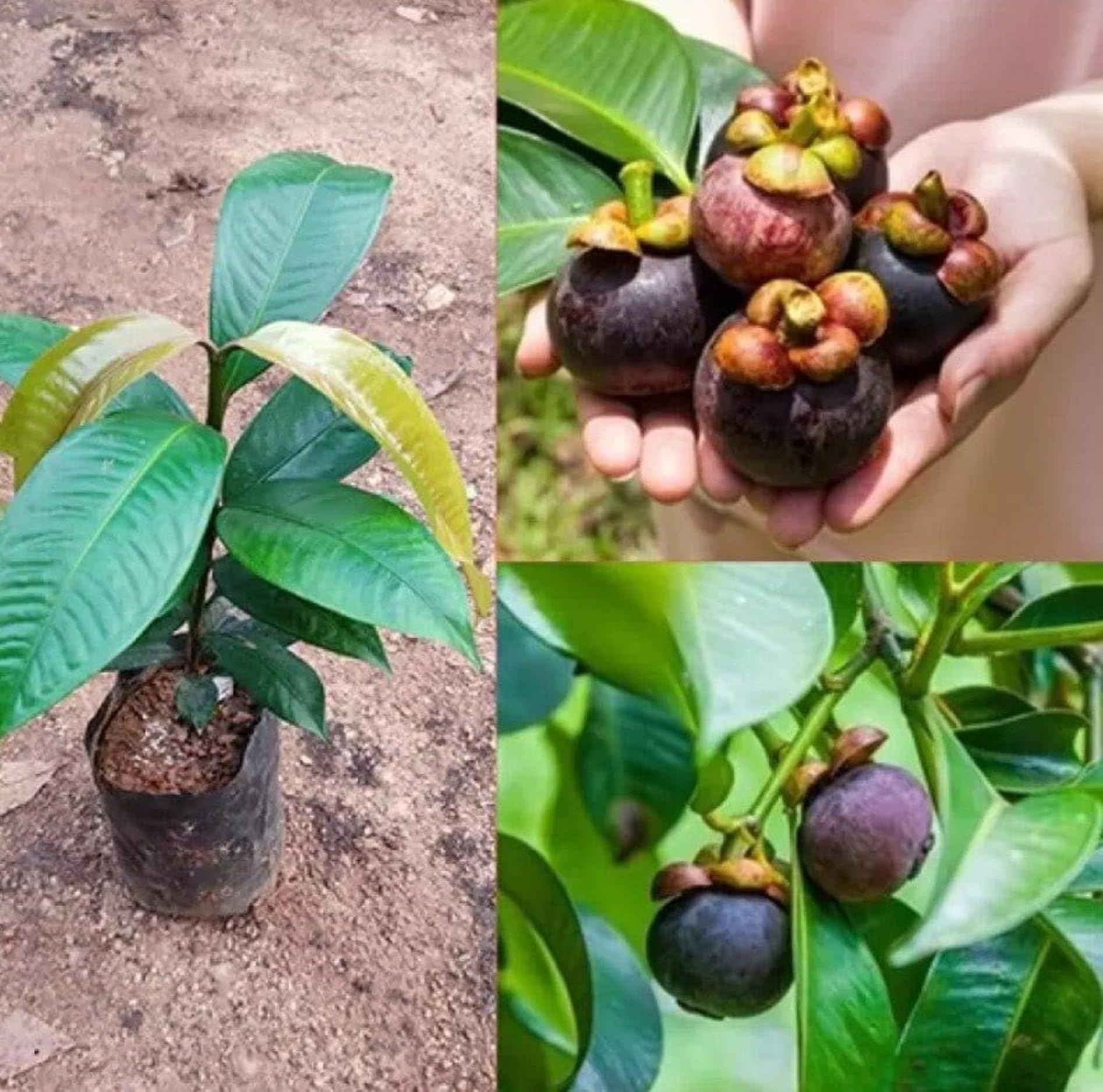 aiden gardens live plant - high yielding hybrid purple mangosteen tropical fruit |queen of fruits mangosteen| 1 live seedling plant from kerala