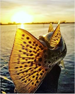 AMERICAN LUXURY GIFTS Speckled Sea Trout 18" Sunset Ocean Wall Art - Fishing Enthusiast Lake House Decor - 8x10 Unframed Print