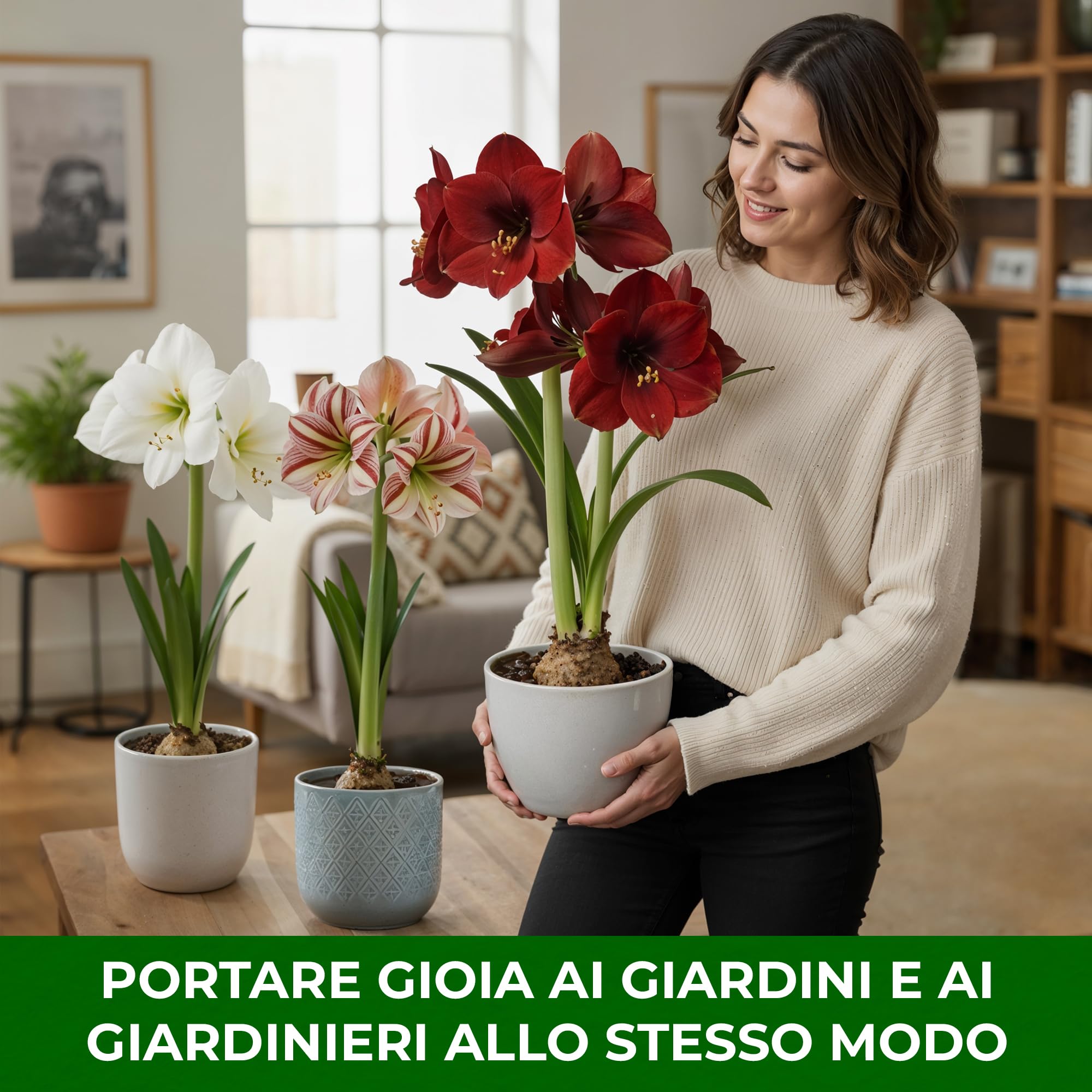 Bulbi di Amaryllis Collezione Economico - 3 Bulbi Fiori in grande formato 26/28 - Piante e Fiori Esclusivi dall'Olanda - Autentici Hippeastrum (non semi, senza cera e non artificiali)
