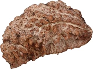 Ratna Shree Jewellers & Gems Rudraksha Bead Origin Nepal Lab Certified 100% Orignal Rudraksha Bead for Men & Women Rudraks... Price In India