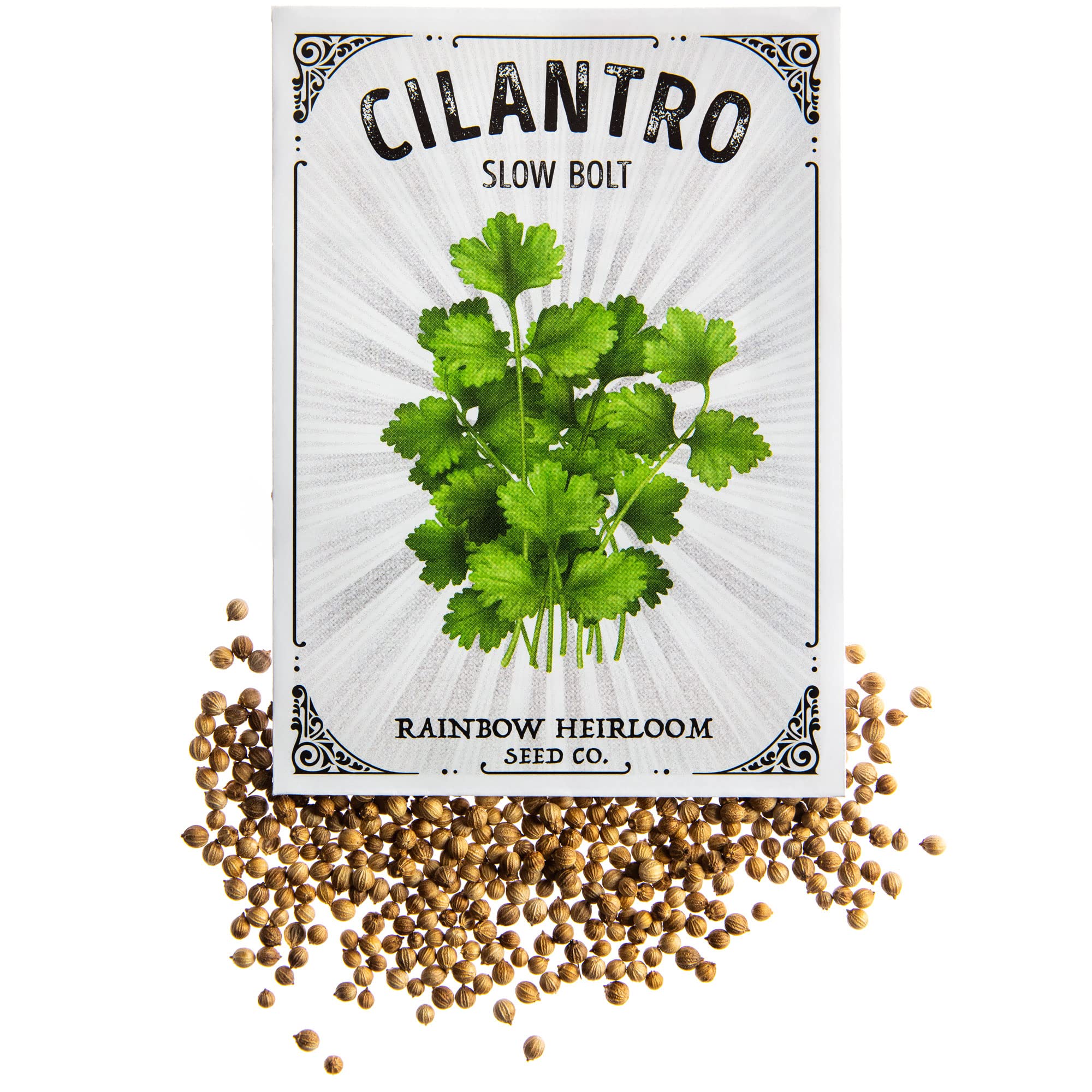 Cilantro Seeds for Planting | Slow Bolt Variety (3g Packet - Approx 215 Seeds) | Non-GMO & Heirloom Seeds | Illustrated Seed Packet with Growing Instructions by Rainbow Heirloom Seed Co.