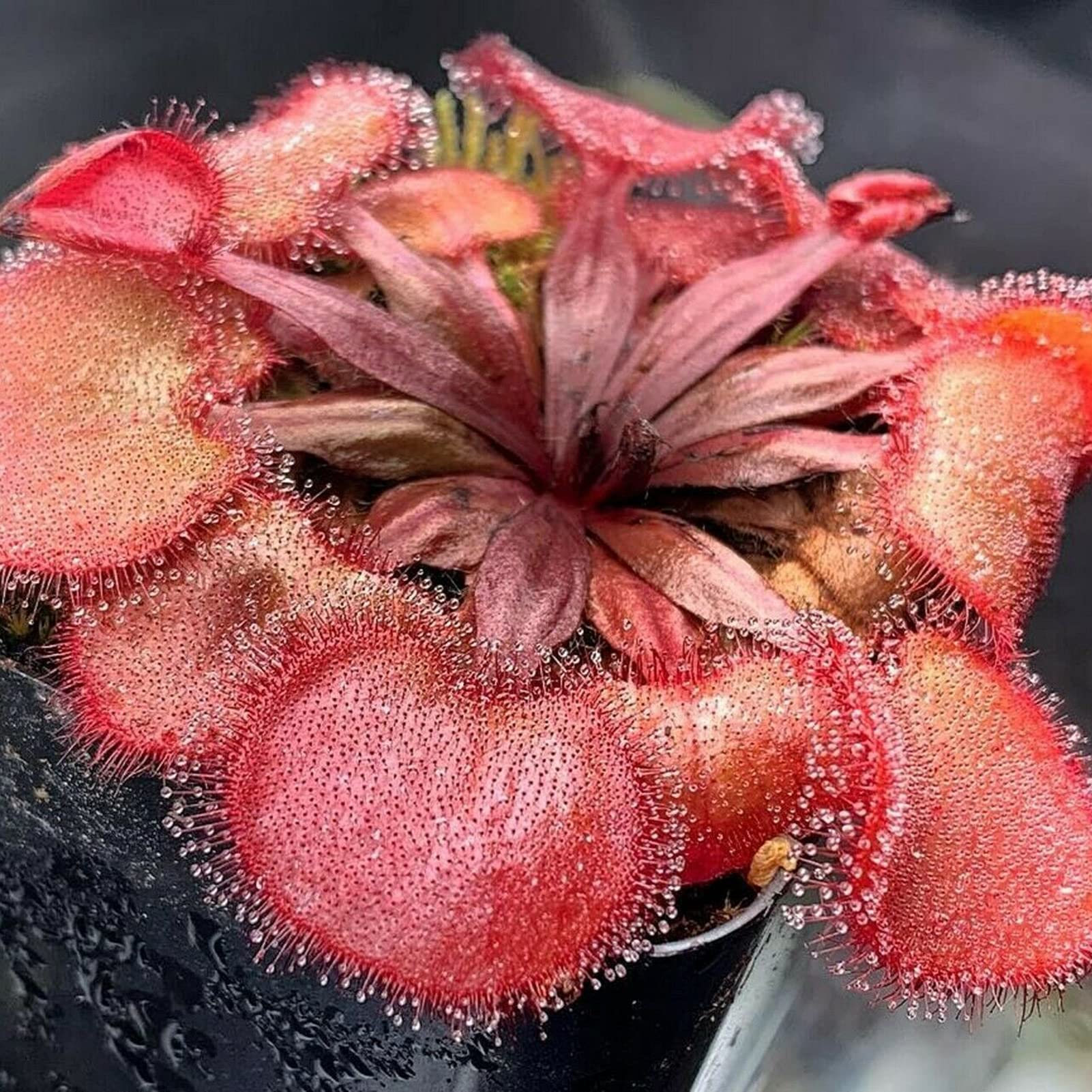 Semillas de Plantas carnívoras Naturaleza Atractiva Especial Hermosas Semillas de Plantas carnívoras para balcón