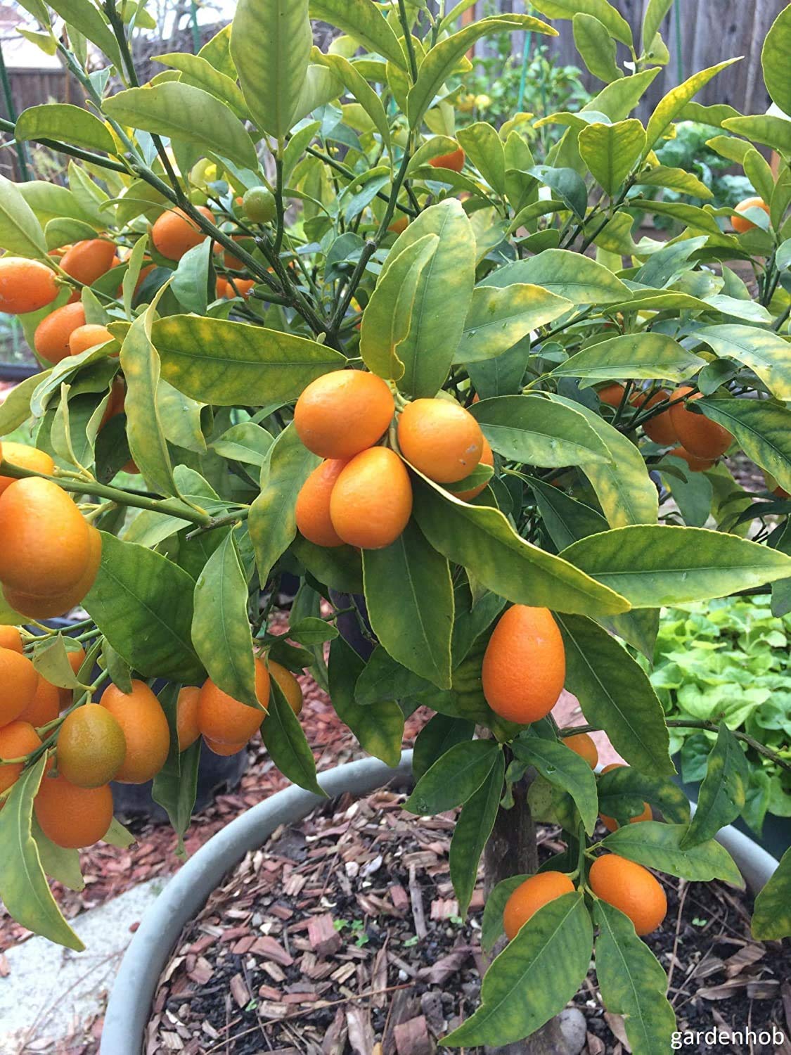 Rare Israel Kumquat Orange Layering Live Plant