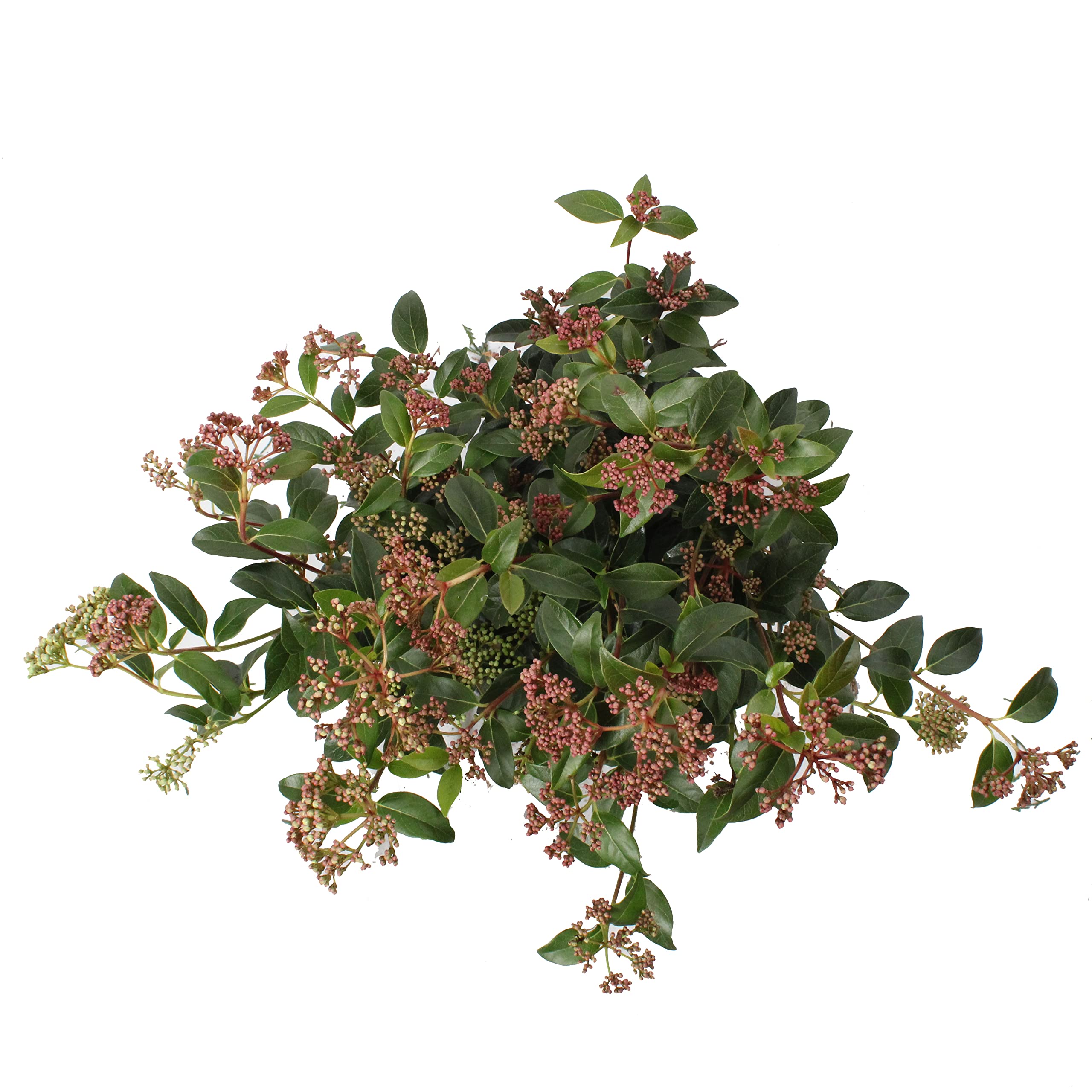 KENTIS - Viburnum Tinus 'Eve Price' - Plante de Viorne - Plantes de Haies - Vraies Plantes d'Extérieur Résistantes Sempervirens - H 60-80 cm Pot Ø 24 cm