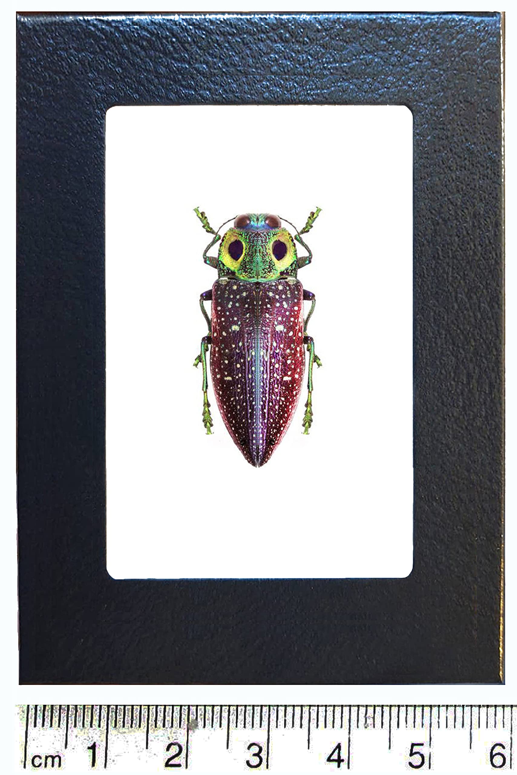BicBugs Lampropelpa rothschildi Green Purple Eye Beetle Madagascar Framed