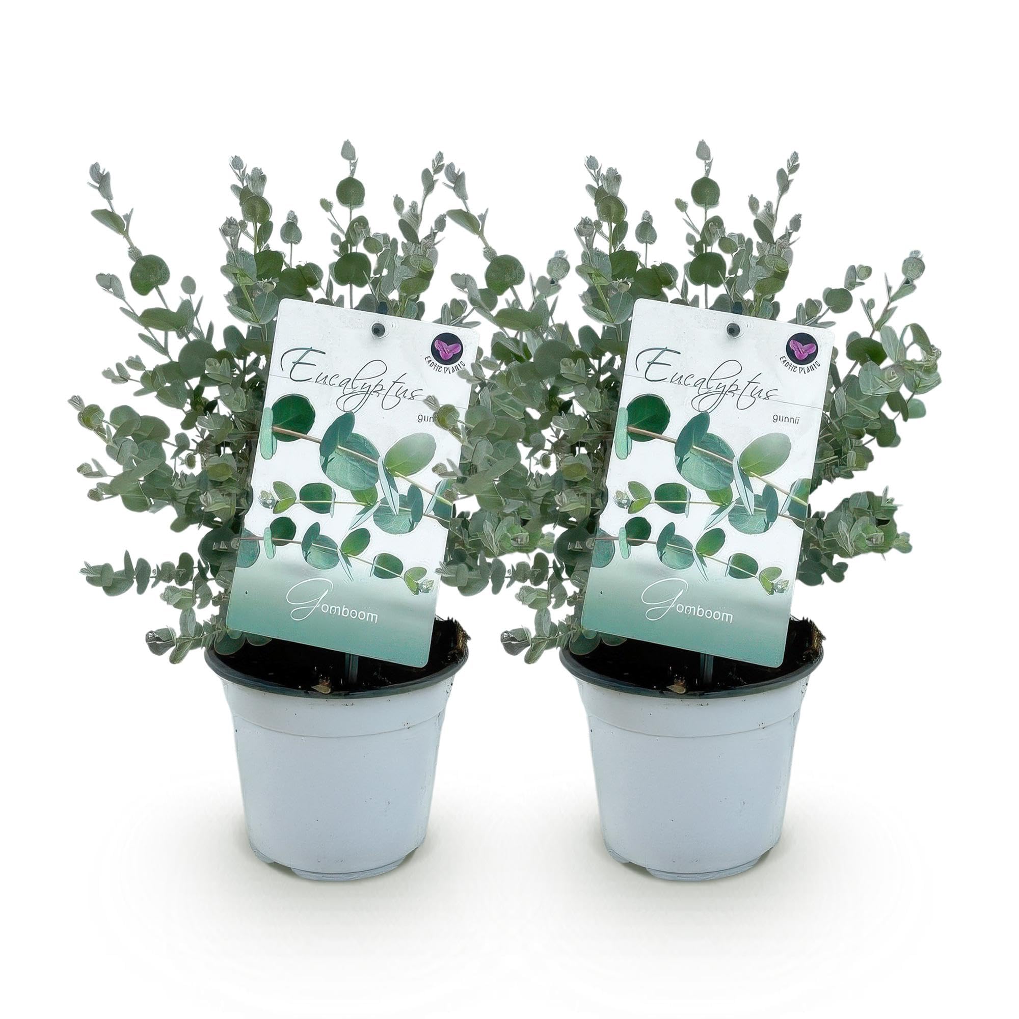 Planta de Eucalipto Gunnii para Terraza, Hojas Gris Azulado, Pack de 2