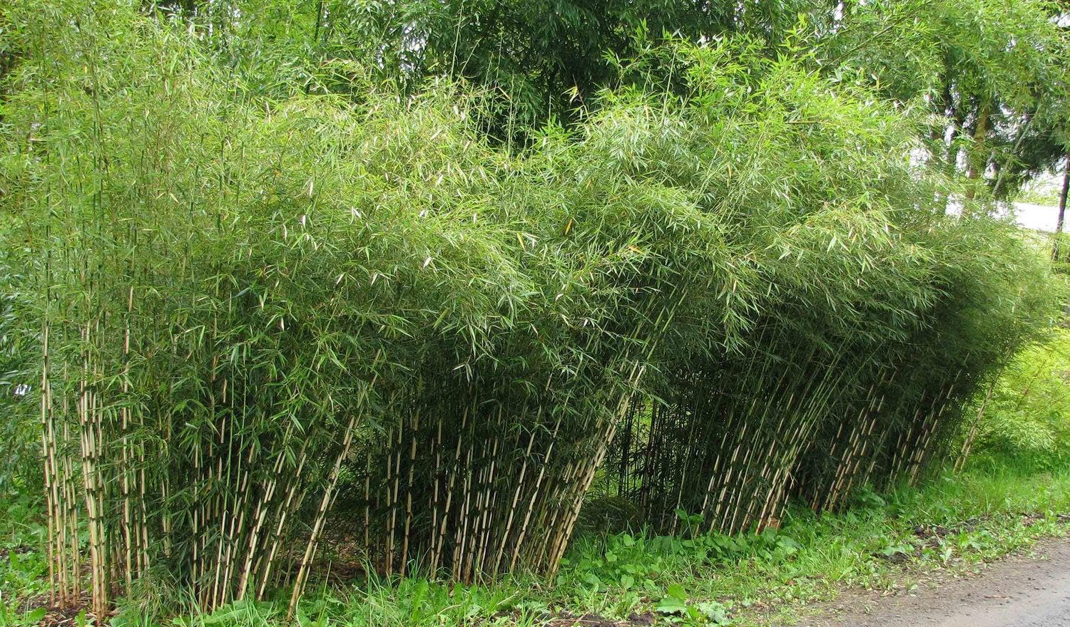 Phyllostachys bissetii – bamboo sempreverde rustico – ideale per siepi e schermature naturali pianta in vaso ø18 cm h. 150 cm circa Vivaio di Castelletto
