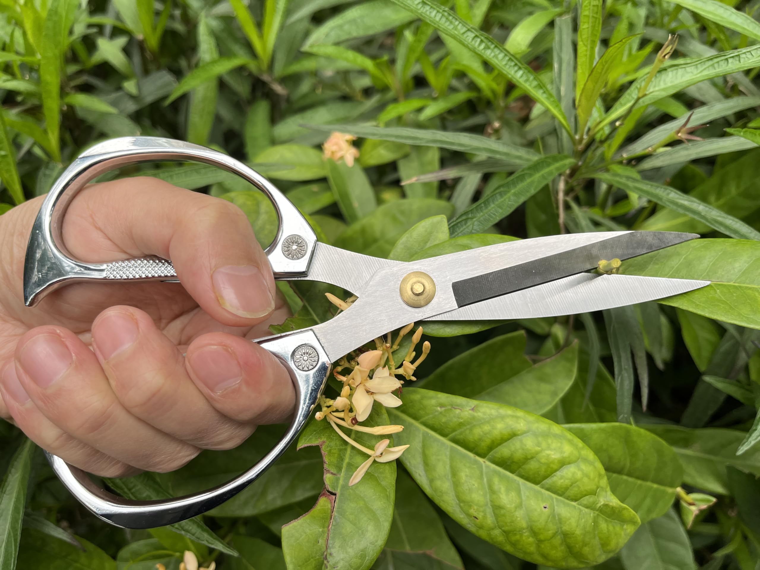 紗笑  Horsvill Indoor Plant Shears Garden Scissors, House Plant Shears