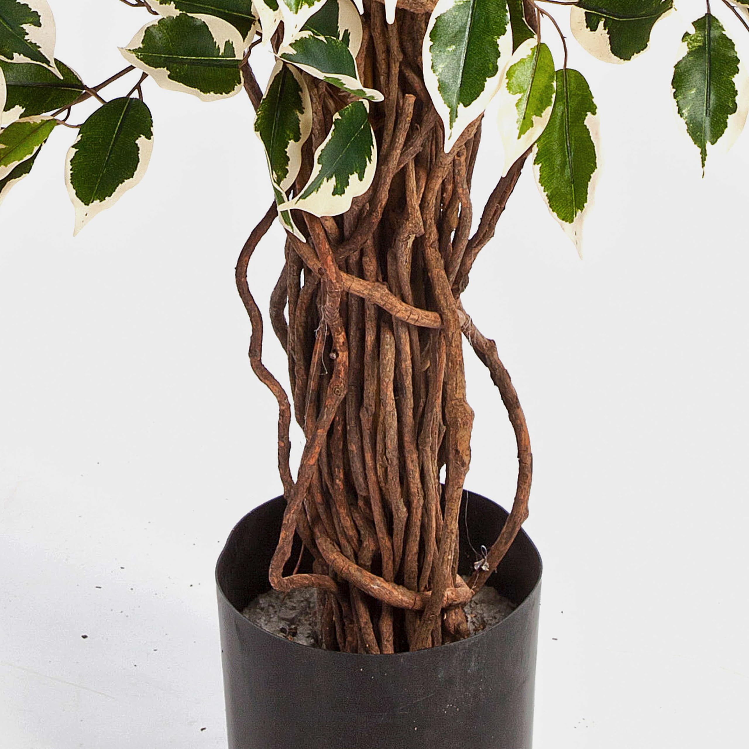 Ficus Artificiale Jarlan 150cm Con Tronco Intrecciato – Foglie Verdi E