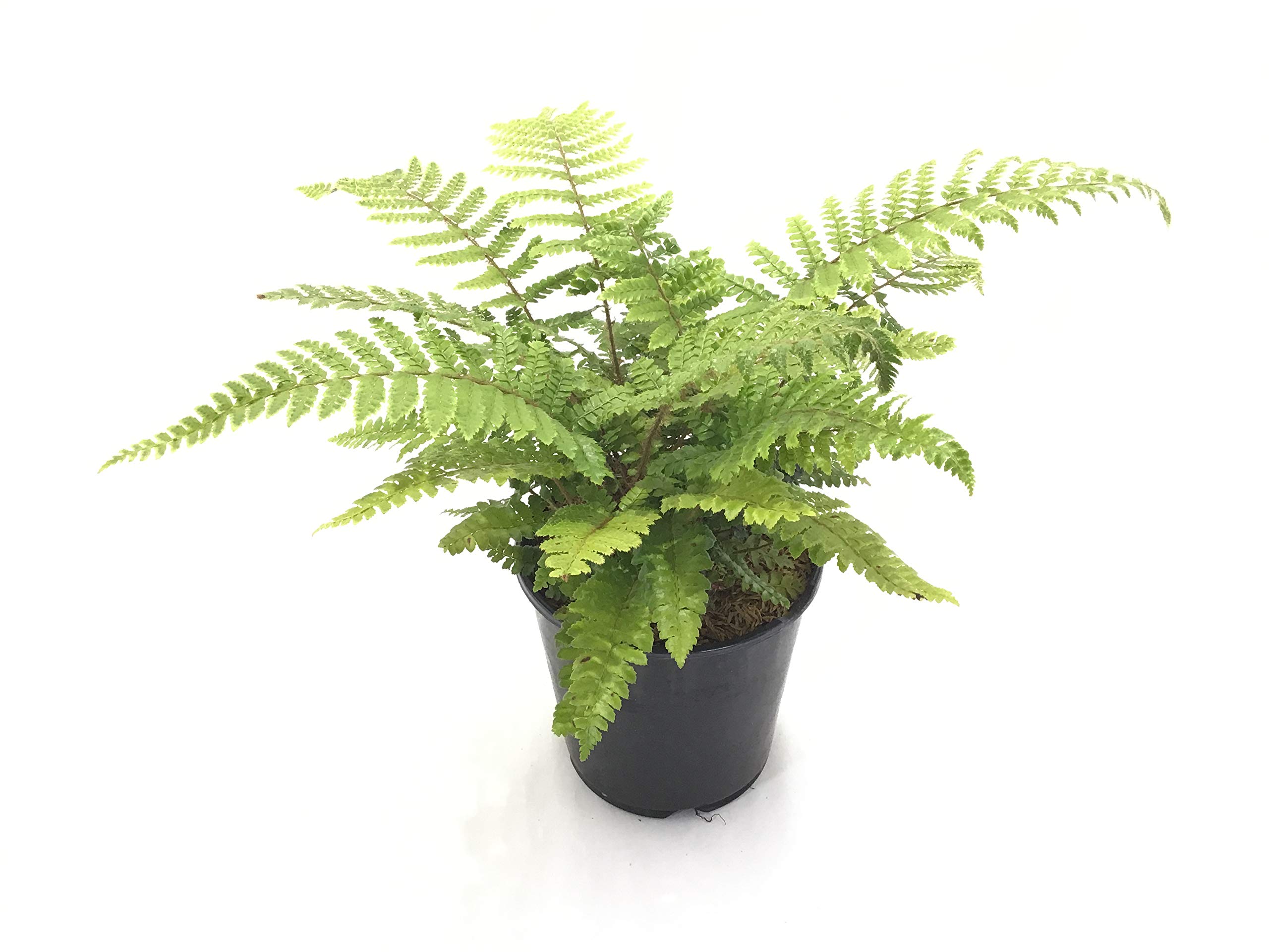 Premier Plant Solutions 16090 Tassel Fern 19cm