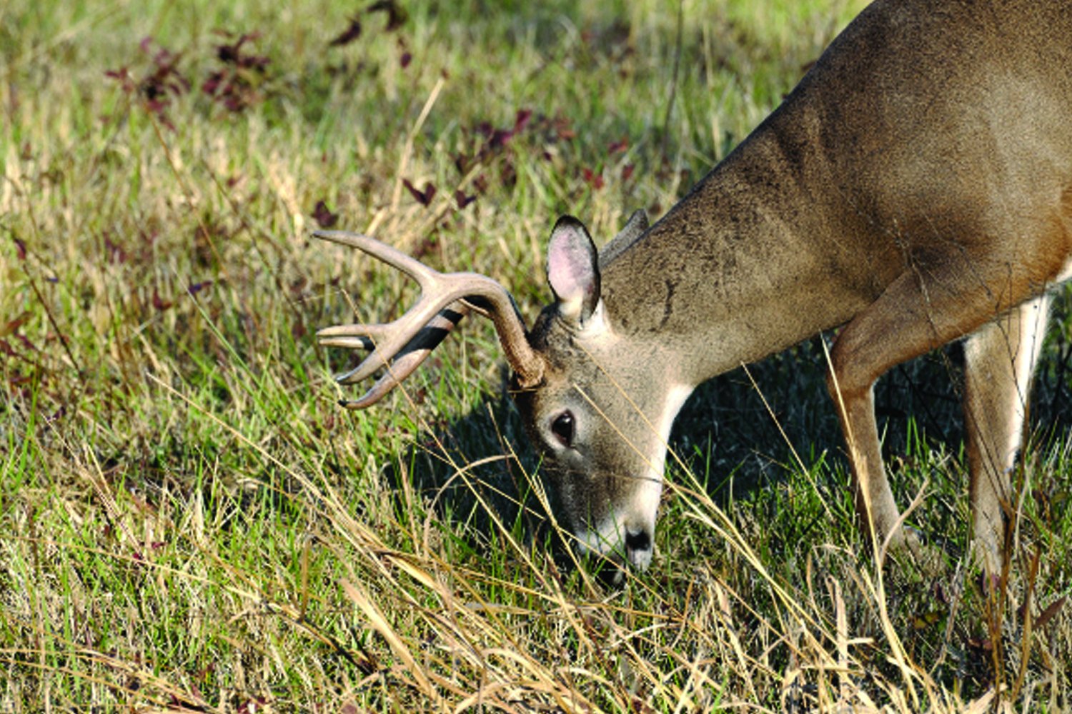 Nature's Seed 1.5 Acre Great Plains Big Game Food Plot Blend