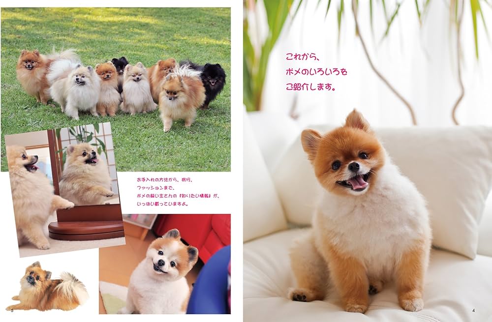 Amazon.co.jp: ポメラニアン・ファン Special (SEIBUNDO Mook) : DOG