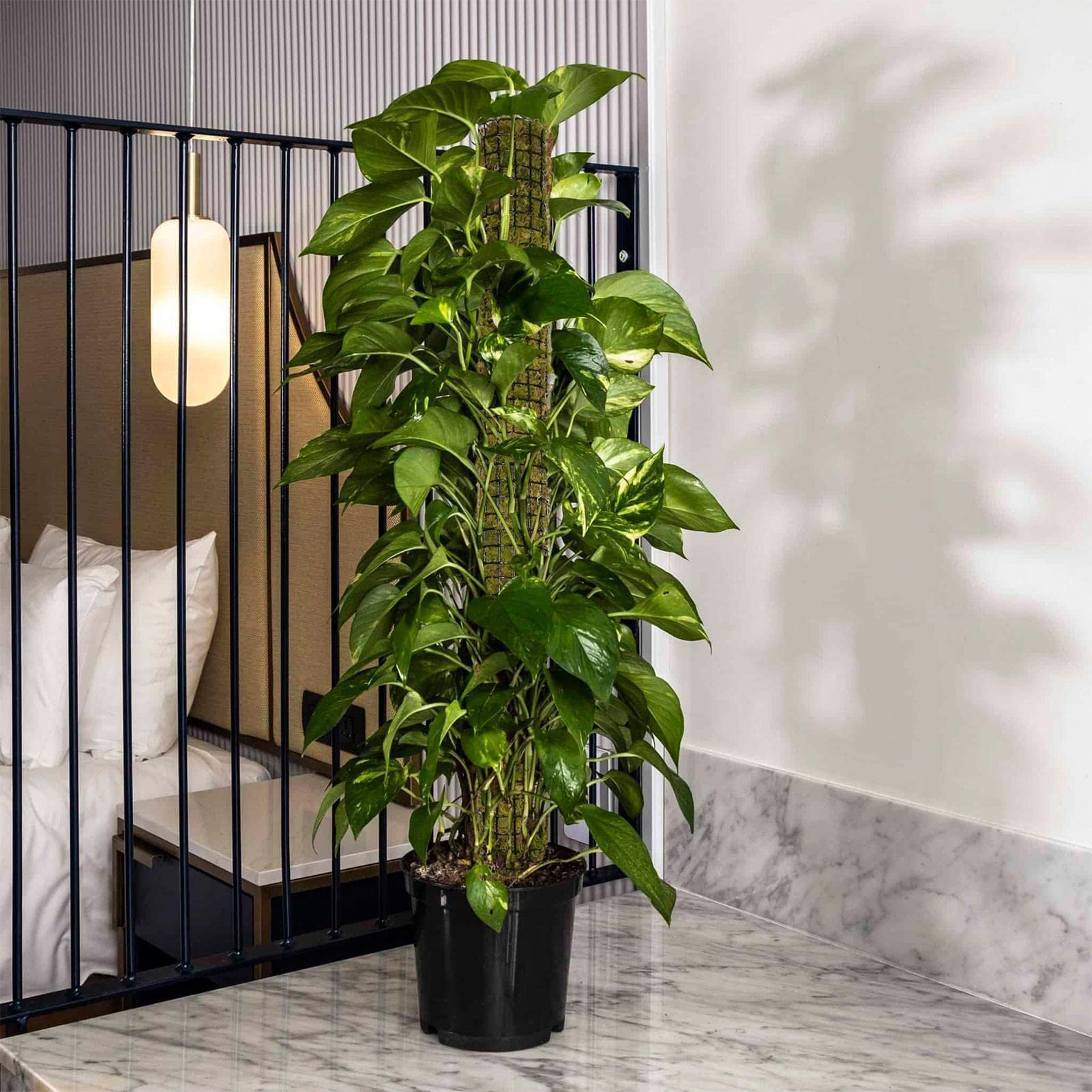 Moosstangen für Kletterpflanzen - Stapelbare selbstbewässernde Moosstäbe für Zimmerpflanzen - Monstera Plant Support zur Bereitstellung Einer hervorragenden Kletterumgebung für Pflanzen