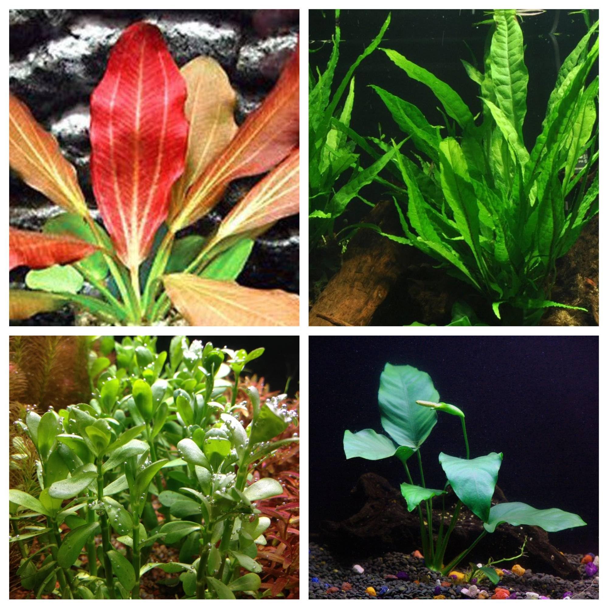 Florida 10 Species Live Aquarium Plants Bundle