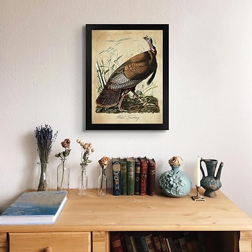 Miniatura 3 de Pavo salvaje por James Audubon - Marco biselado negro de 12 x 16 pulgadas  Decoración de pared enmarcada  Reproducción de pintura de arte fino