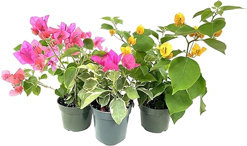 Bougainvillea Multi Pack  3 plantas vivas en macetas de 4 pulgadas  Colores elegidos basados en la salud, belleza y disponibilidad  Hermoso arbusto