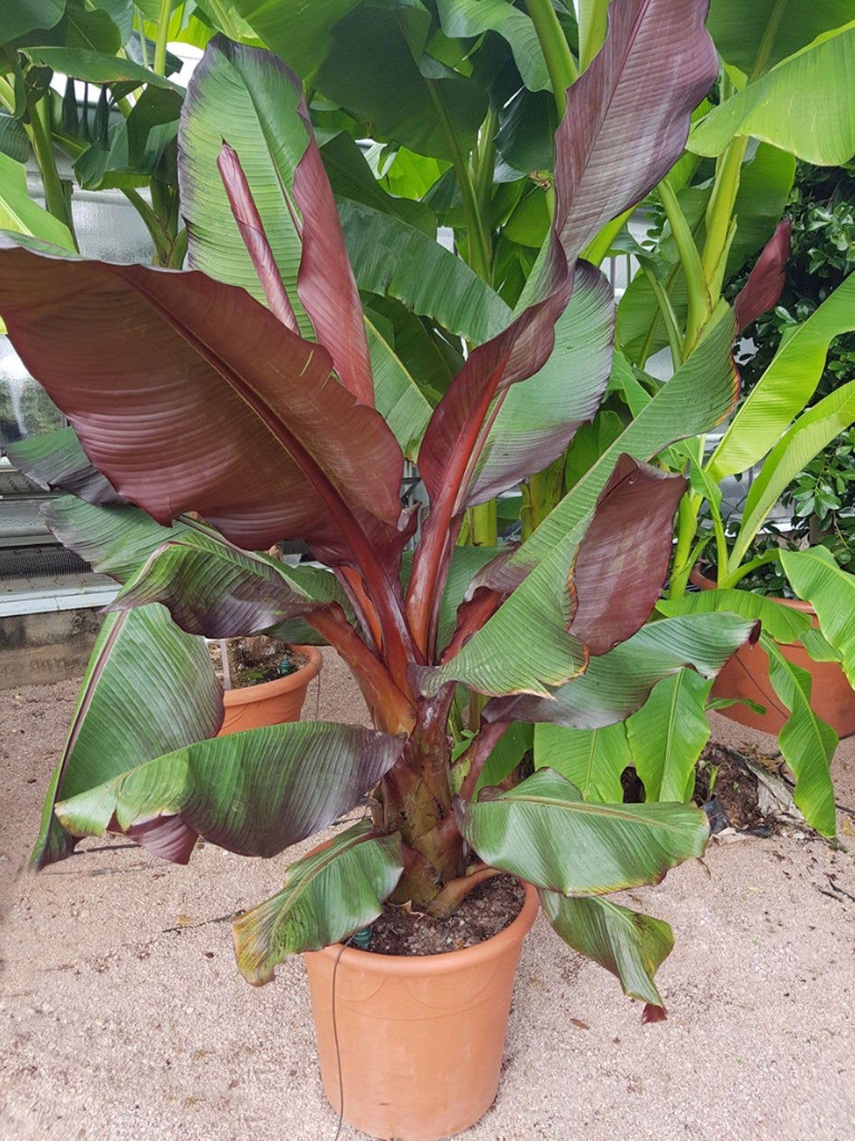 Kerala red banana plant (Pack of 2) (B0CVV4QLKZ) Amazon Price History, Amazon Price Tracker