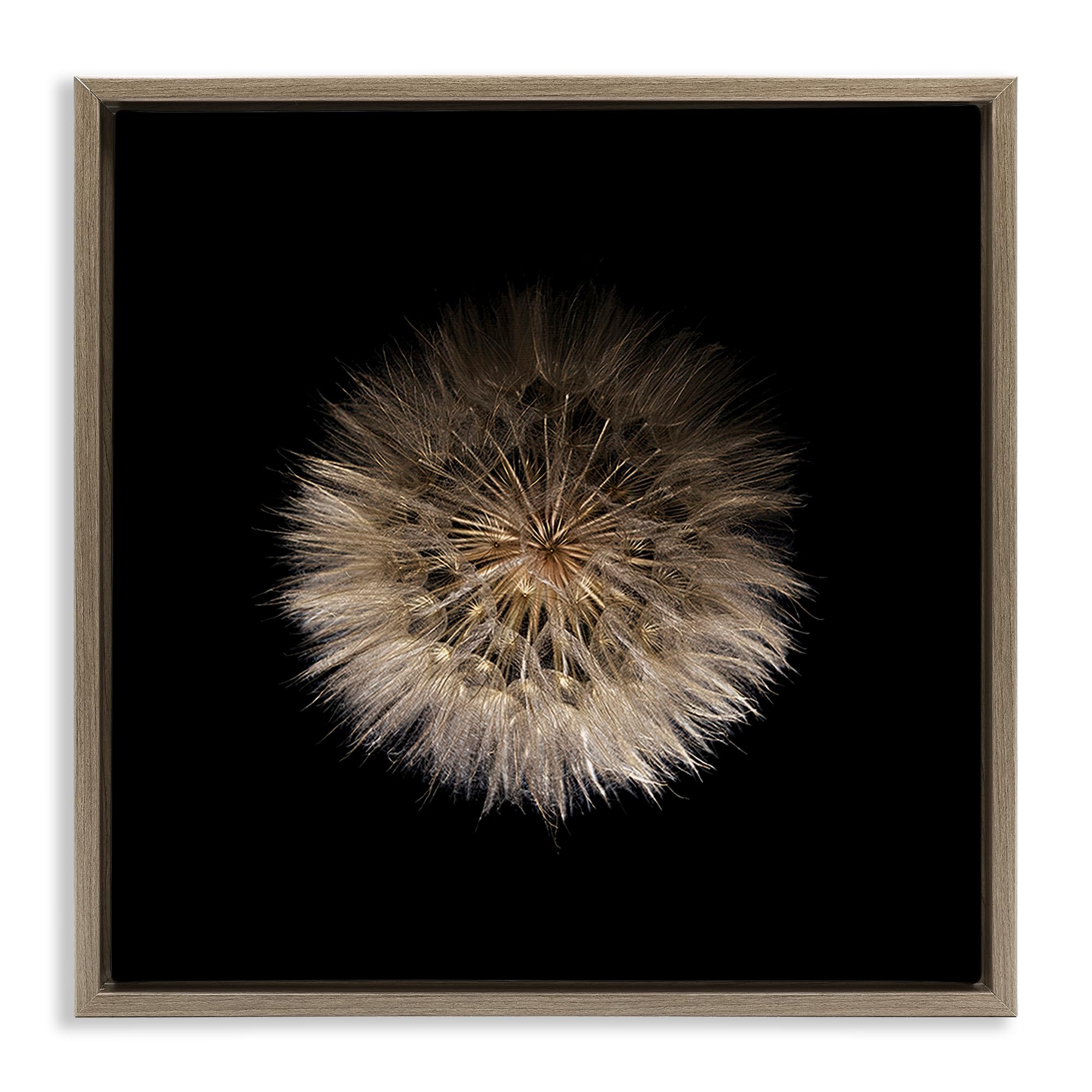 Stupell Industries 'Wispy Dandelion on Black', Floating Frame Canvas Art, Brown, 25 x 25 Inches, Easy to Hang and Sturdy, Made in USA, by Beth Adoette