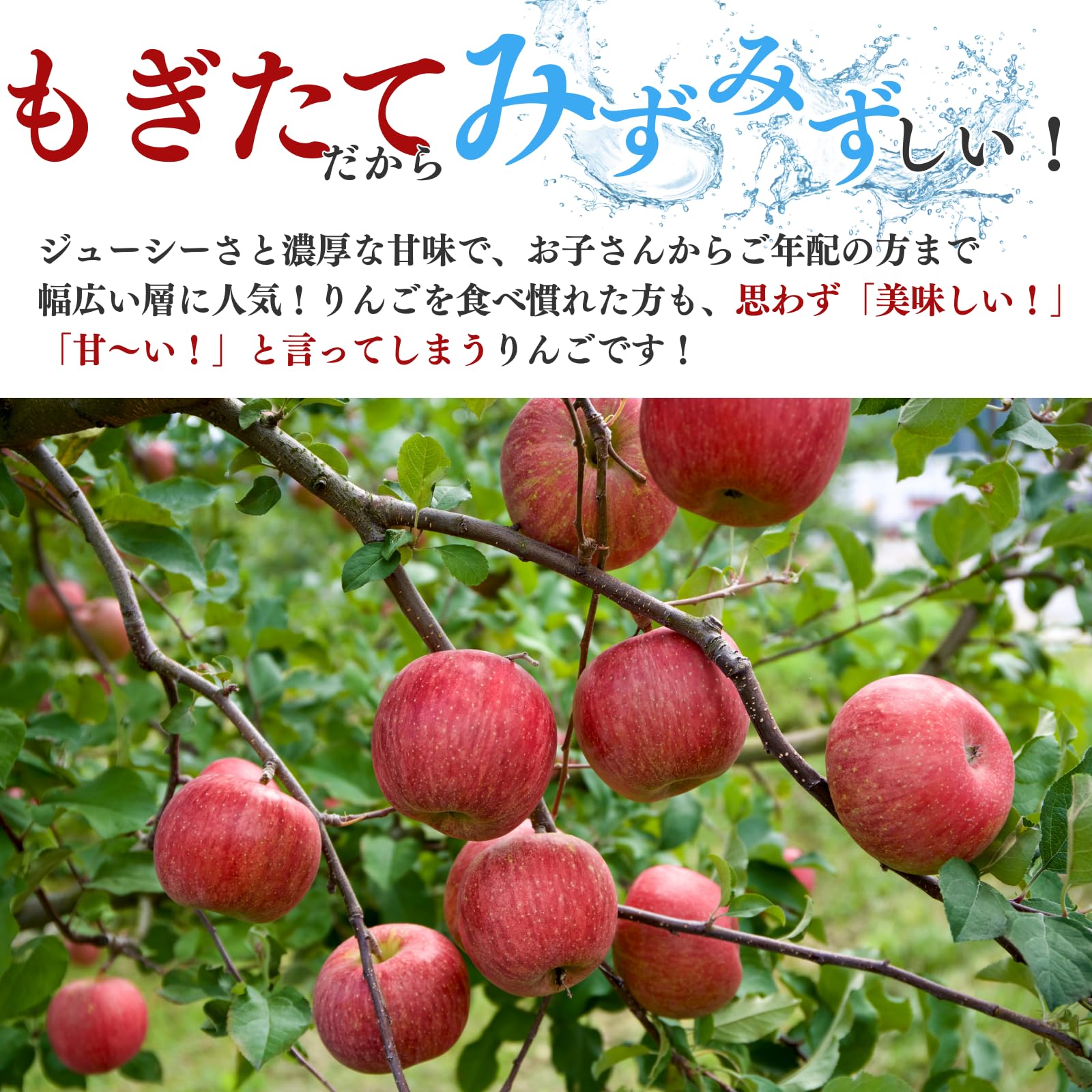 Amazon.co.jp: 青森県産 りんご シナノスイート リンゴ [ジューシーな