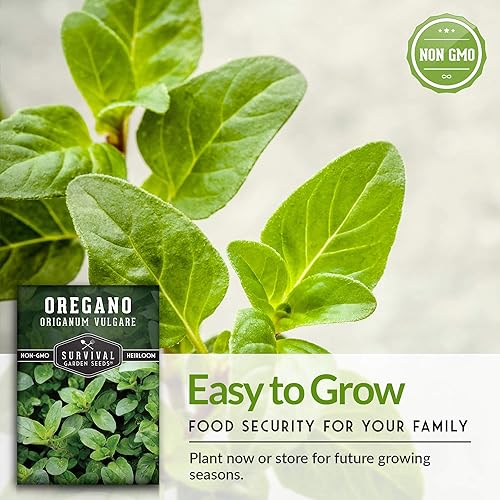 Miniatura 8 de Survival Garden Seeds - Semilla de orégano para plantar - Empacar con instrucciones para plantar y cultivar en hierbas de Origanum Vulgare en tu
