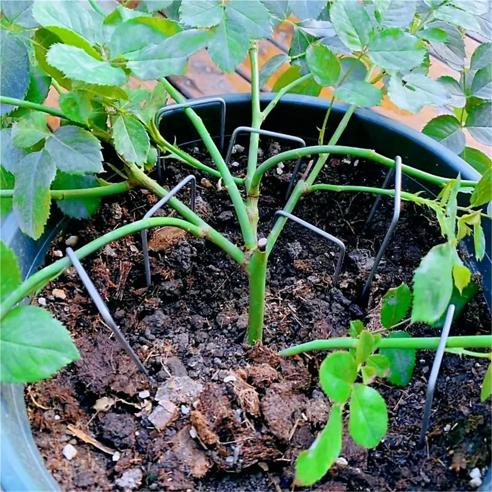 Picchetti da Giardino con Punta di Fissaggio a Forma U 200 Pezzi for perni Ancoraggio for zolle, Tubi irrigazione in Tessuto Che tengono la barriera del Prato per Giardini(4x10x0.3cm)