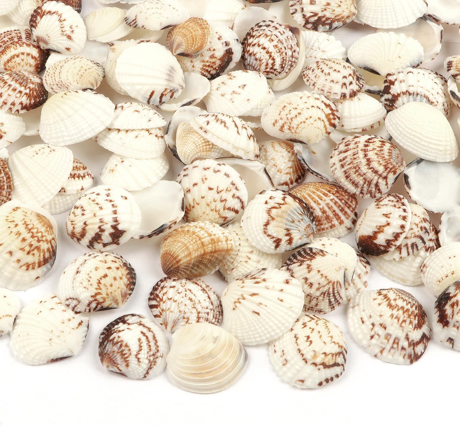 0.68LB(100pc+) Small Sea Shells Small Tiny Sea Shells Clam Shells Bulk Natural Scallop Shells for Home Decor Beach Theme Party Fish Tank Vase Filler