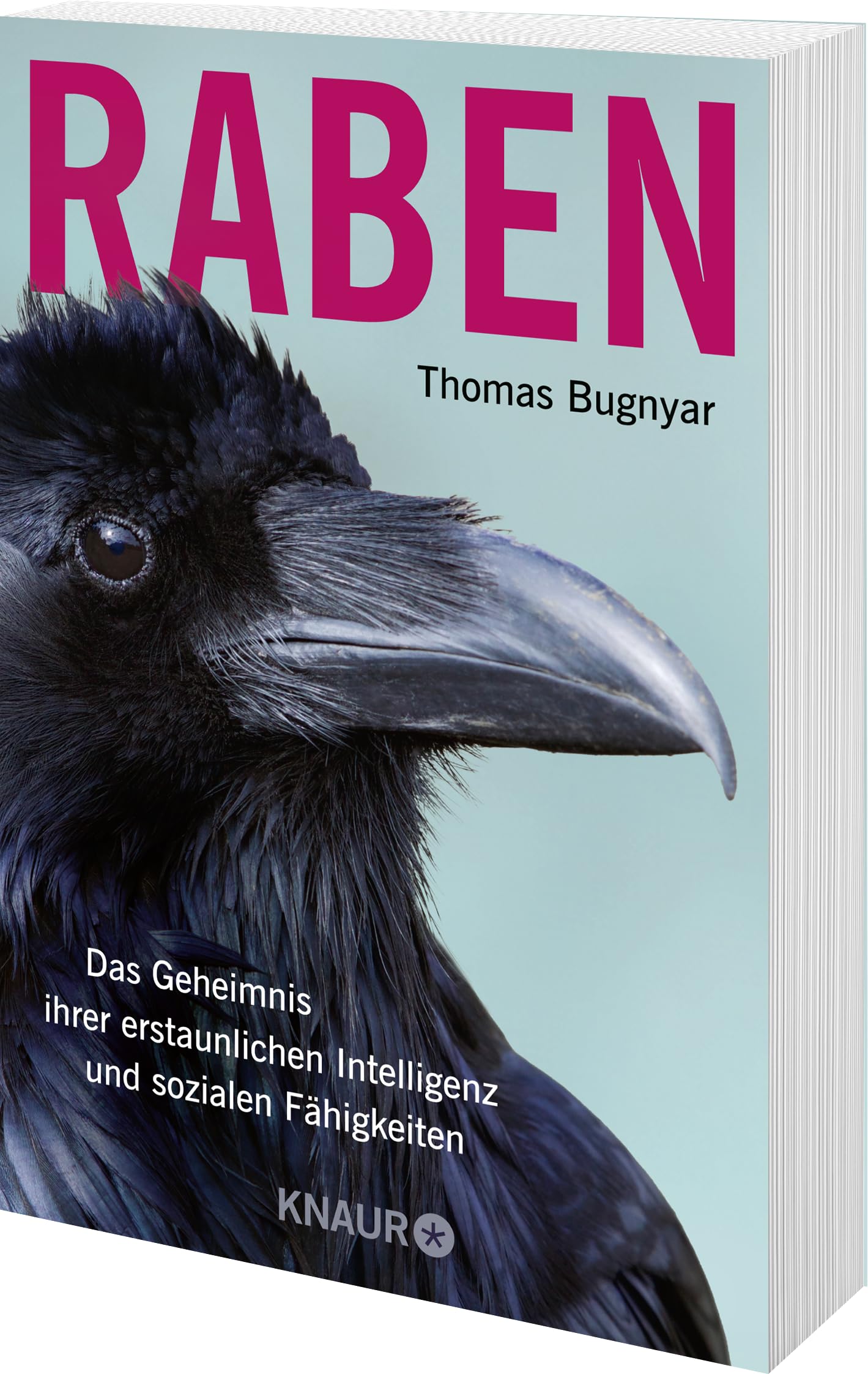 Raben: Das Geheimnis ihrer erstaunlichen Intelligenz und sozialen Fähigkeiten