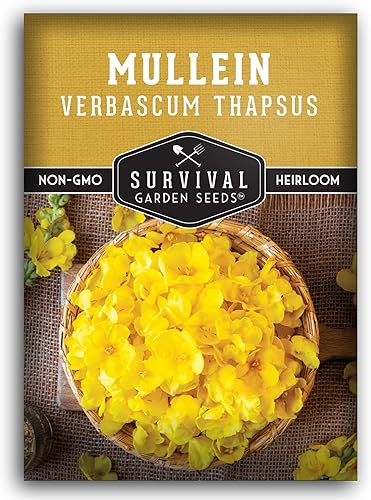 Miniatura 1 de Semilla de gordolobo para plantar, 1 paquete con instrucciones para plantar y cultivar hierba medicinal común gordolobo en tu huerto casero -