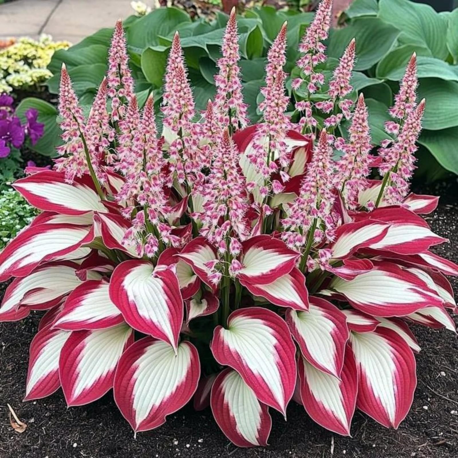 Rare Hosta Bulbs for Planting, Hardy Perennial, Excellent Display, Mix Greening Flower, Natural Organic, Wedding, Balcony Garden-8 Bulbs-F