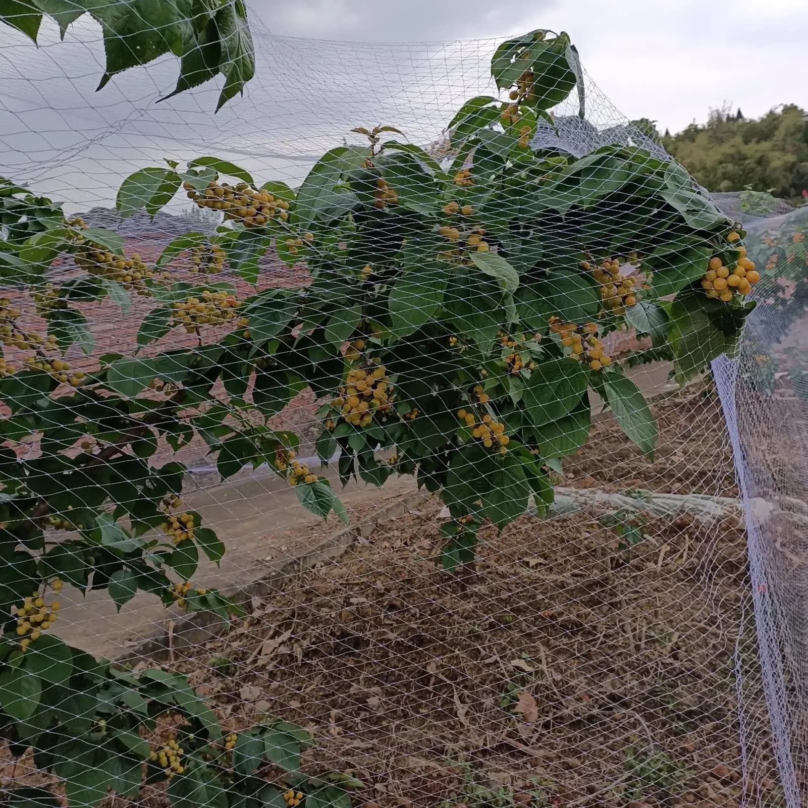 Red Antipájaros Extragrande para Árboles Frutales, Rollo De Malla De Plástico Resistente para Jardín, Color, para Uvas, Fresas Y Arándanos, Cerca para Gallineros En Exteriores (5 X 10 M/16,4 X