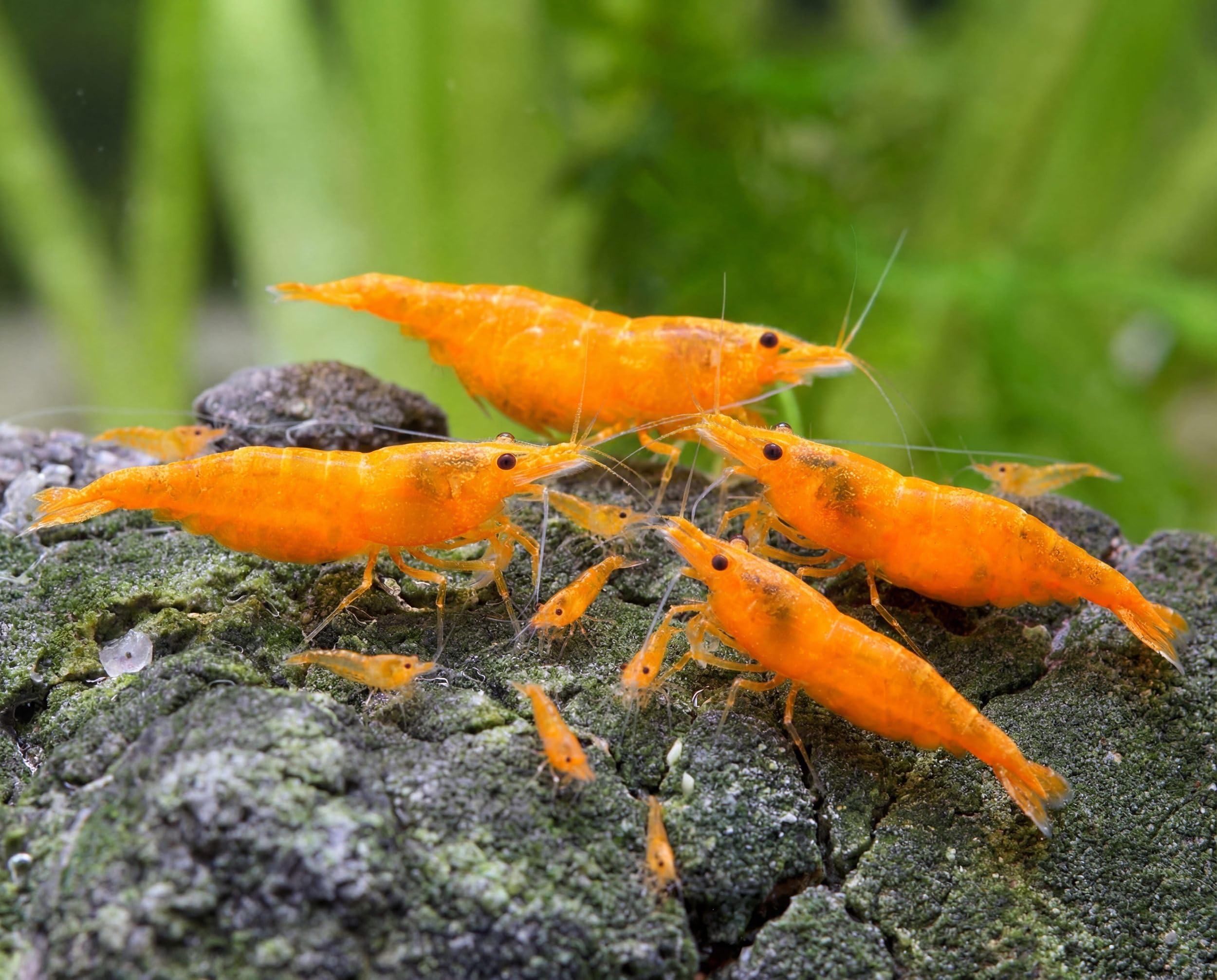Crevettes Orange Neocaridina davidi lot de 10 crevettes d'aquarium d'eau douce