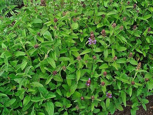 Miniatura 2 de Prunella vulgaris VAR. lanceolata (Heal All) 700 semillas de Earthcare Seeds Heirloom - Sin OMG - Polinizado abierto