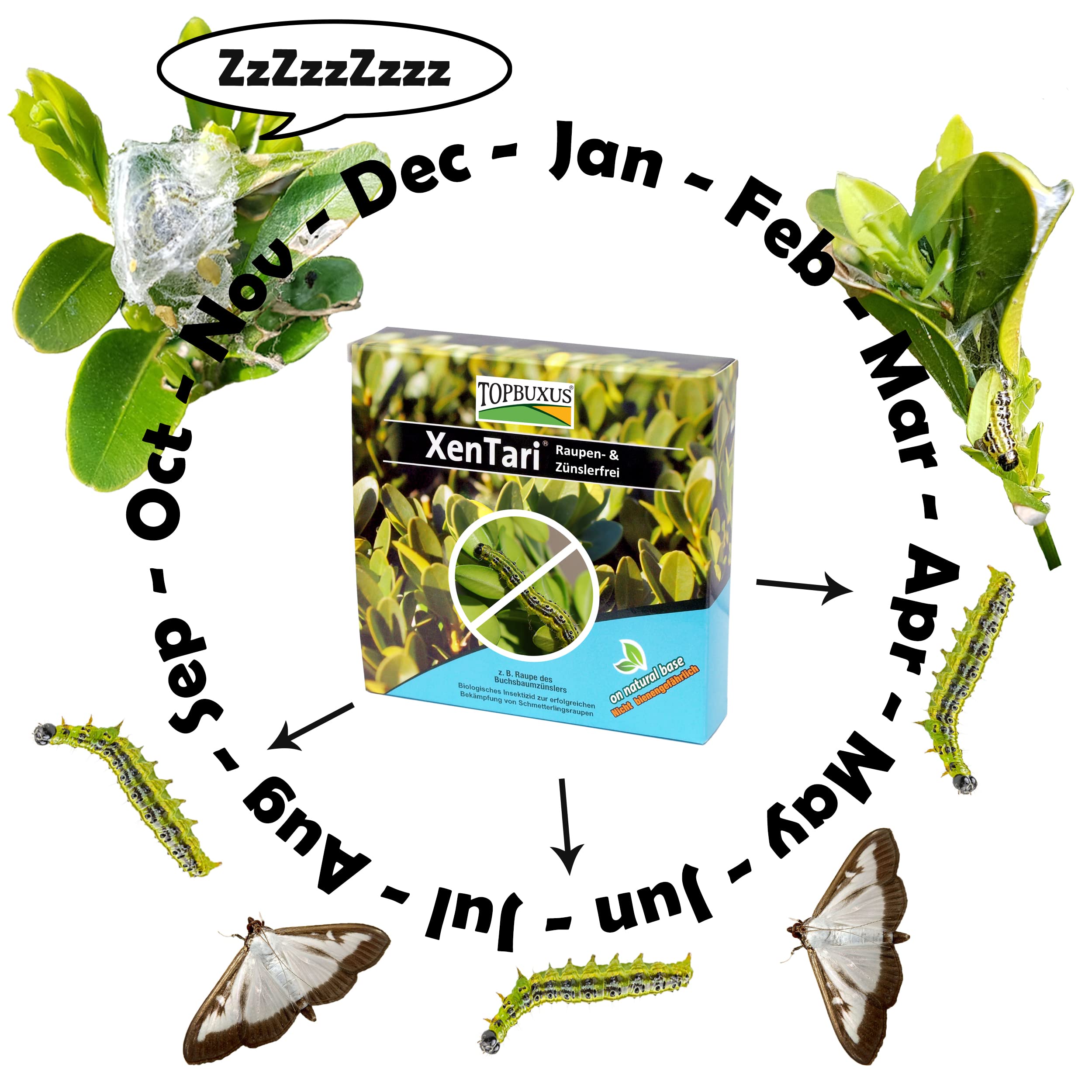 TOPBUXUS XenTari - 30gr - Gegen den Buchsbaumzünsler - Biologisch - Sicher für Bienen und Vögel. (3)