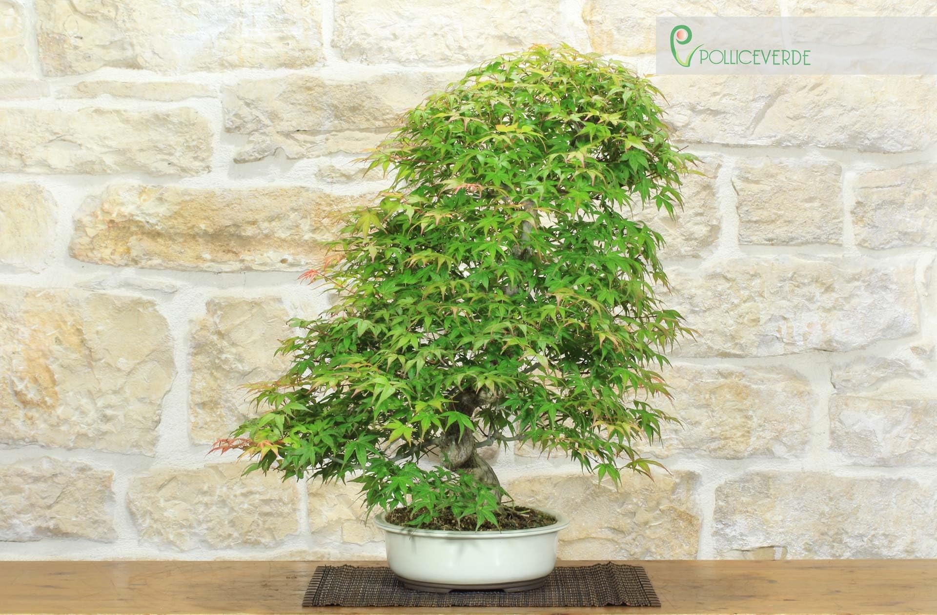 Bonsai di Acero Palmato Yamamomiji (12)