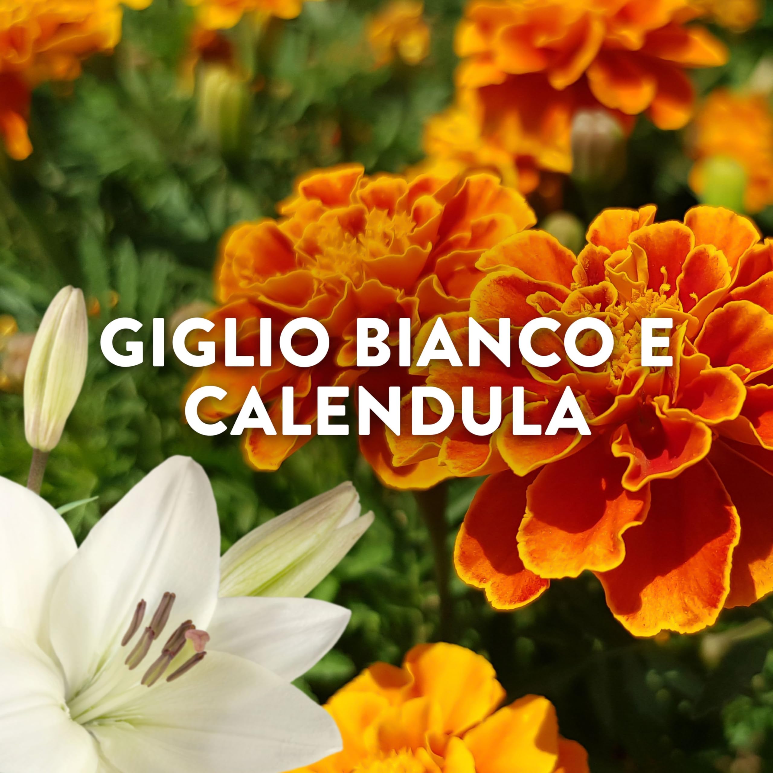 Lenor Ammorbidente Concentrato Essenze d’Italia, 440 Lavaggi (8x55), Polignano, Note di Lillà e Calendula, Profumo autentico di lunga durata