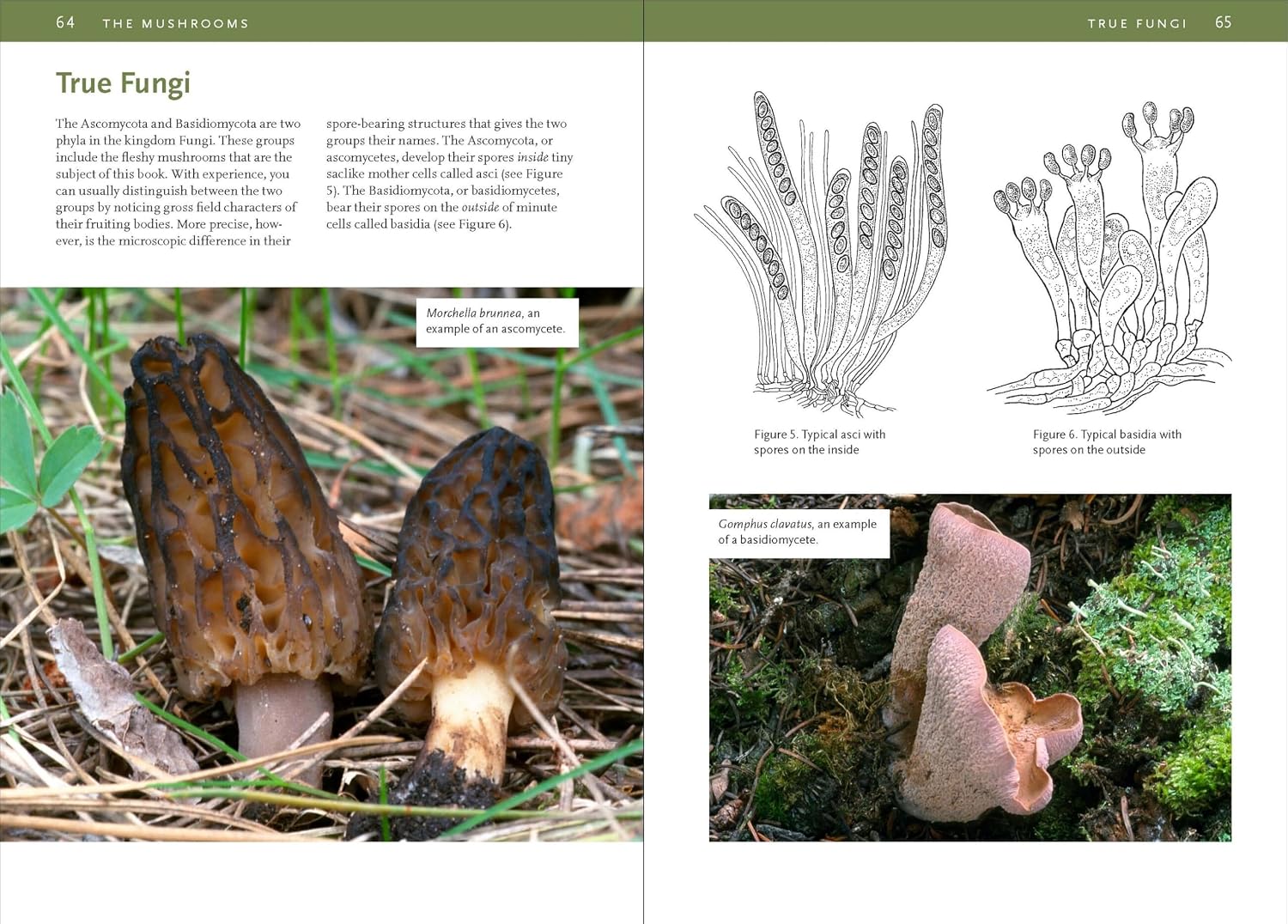 Mushrooms of the Rocky Mountain Region (A Timber Press Field Guide)