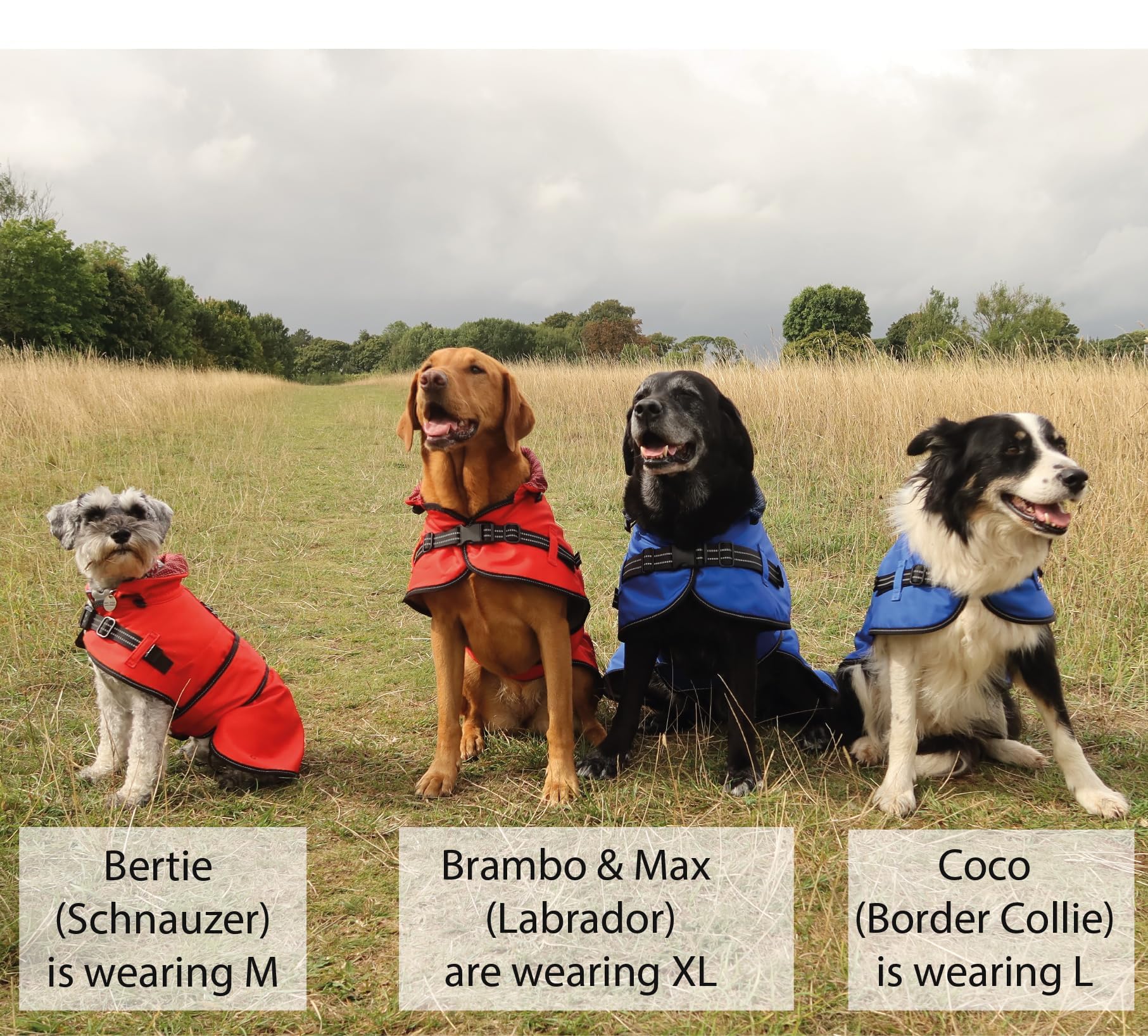 All Seasons Hochwertiger wasserdichter Hundemantel mit Loch für Geschirr. Abnehmbares, gestepptes Futter, verstellbarer, reflektierender Hunde-Regenmantel. 2-in-1-Hundejacke. Hundemäntel