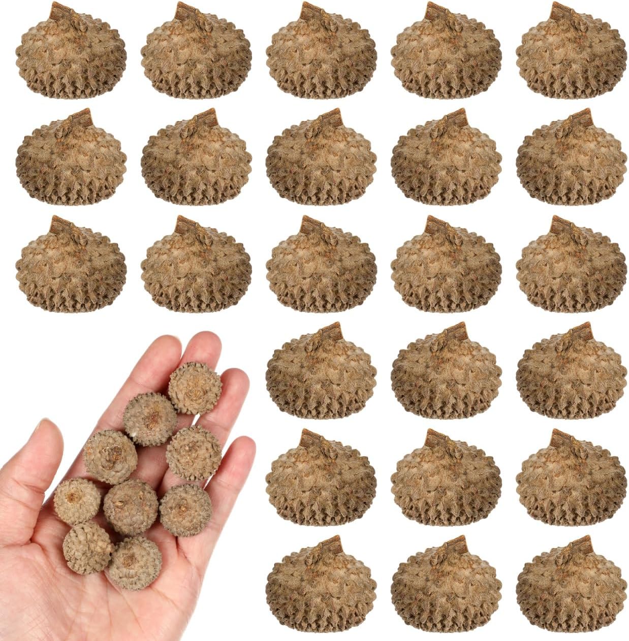 Natural Real Acorn Caps for Crafts, 50pcs Organic Dried Acorn Shells for Fairy Garden Miniature, DIY Floral Art Rustic Summer Wedding Table Decor Earthy Miniature Supplies