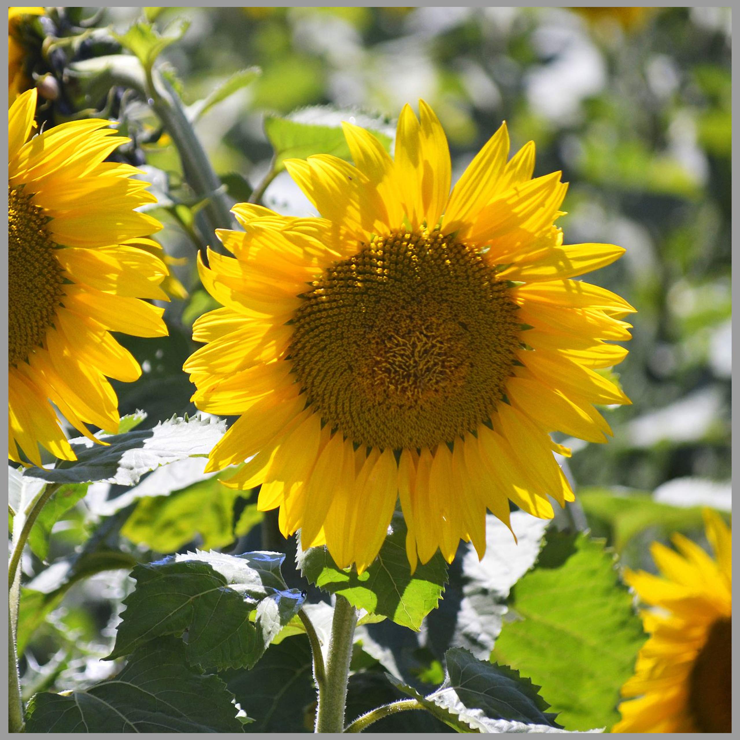 Sunflower Tall Flower Seeds (Pack of 30 Seeds) - GardenHunt