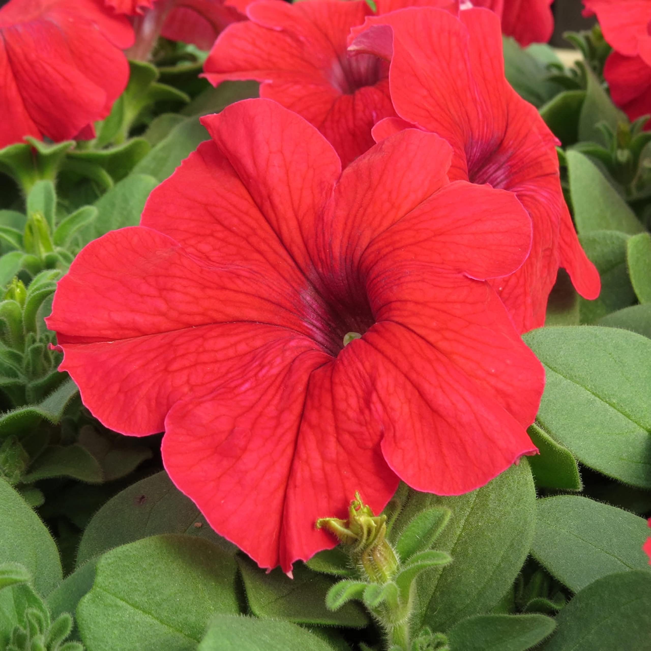 Live Green Petunia Red Flower Seeds - Variety Grandiflora Red Imported Seeds for Home Gardening - Pack of 50 Seeds