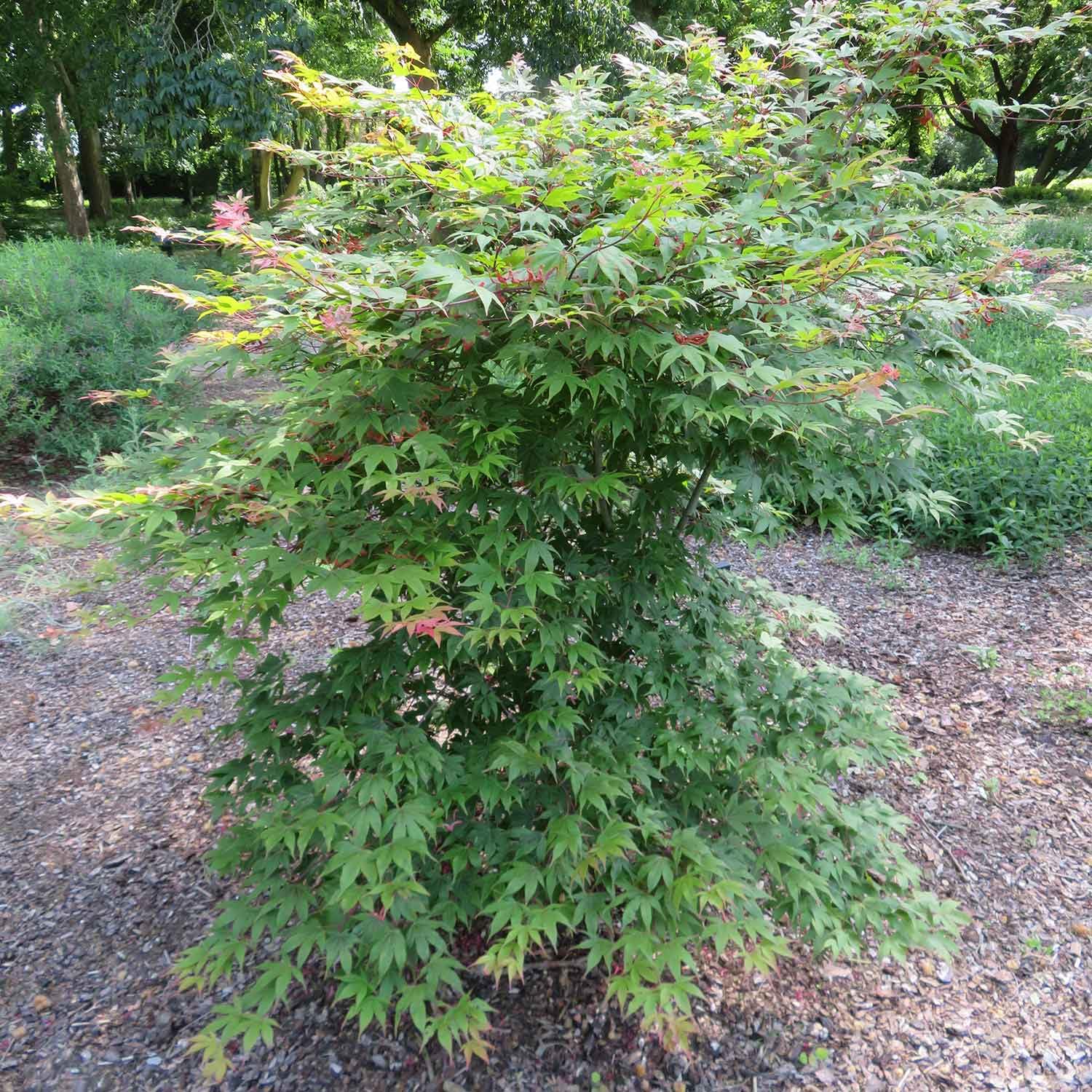 Marshalls Garden Acer Palmatum 3 Litre Plant