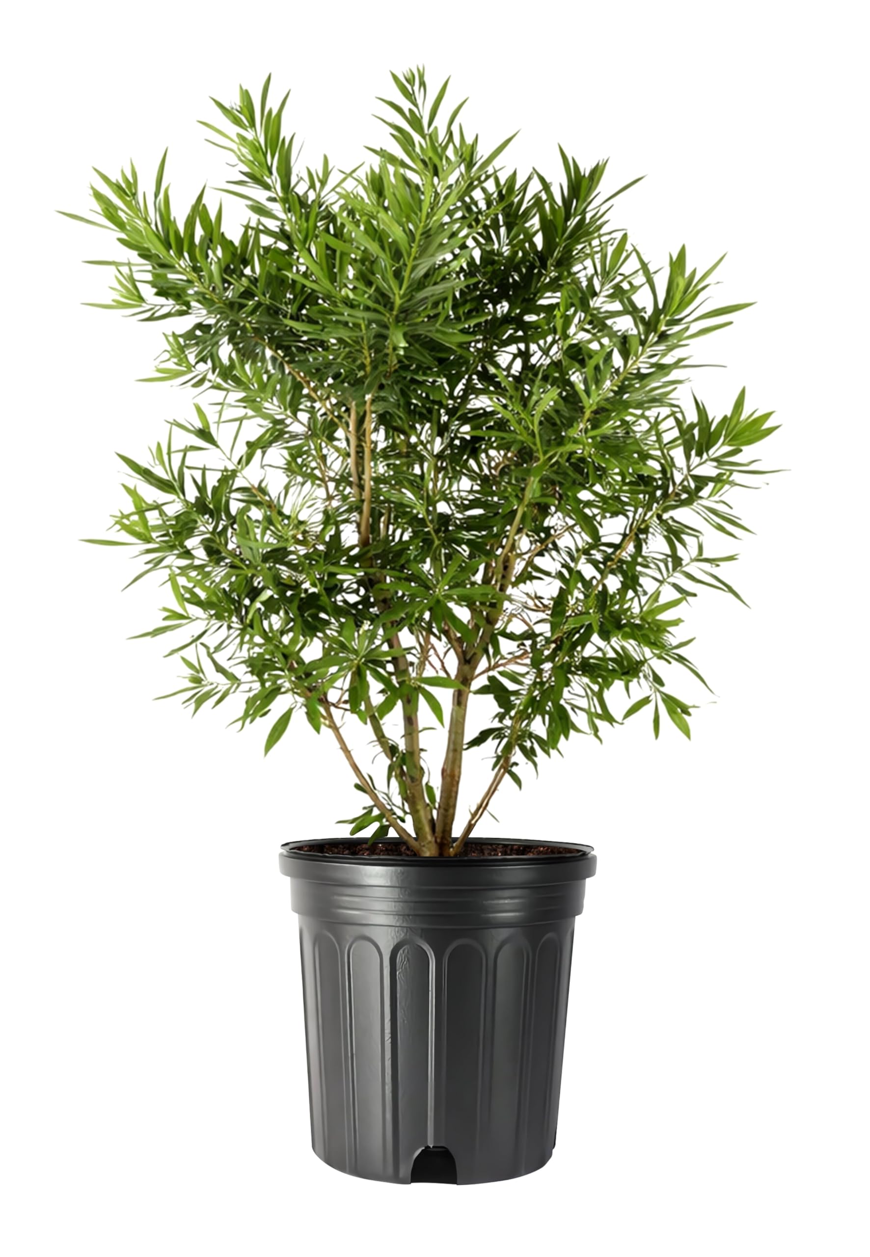 Wax Myrtle 2 Extra Large Trade 3 Gallon Plants – Florida Foliage