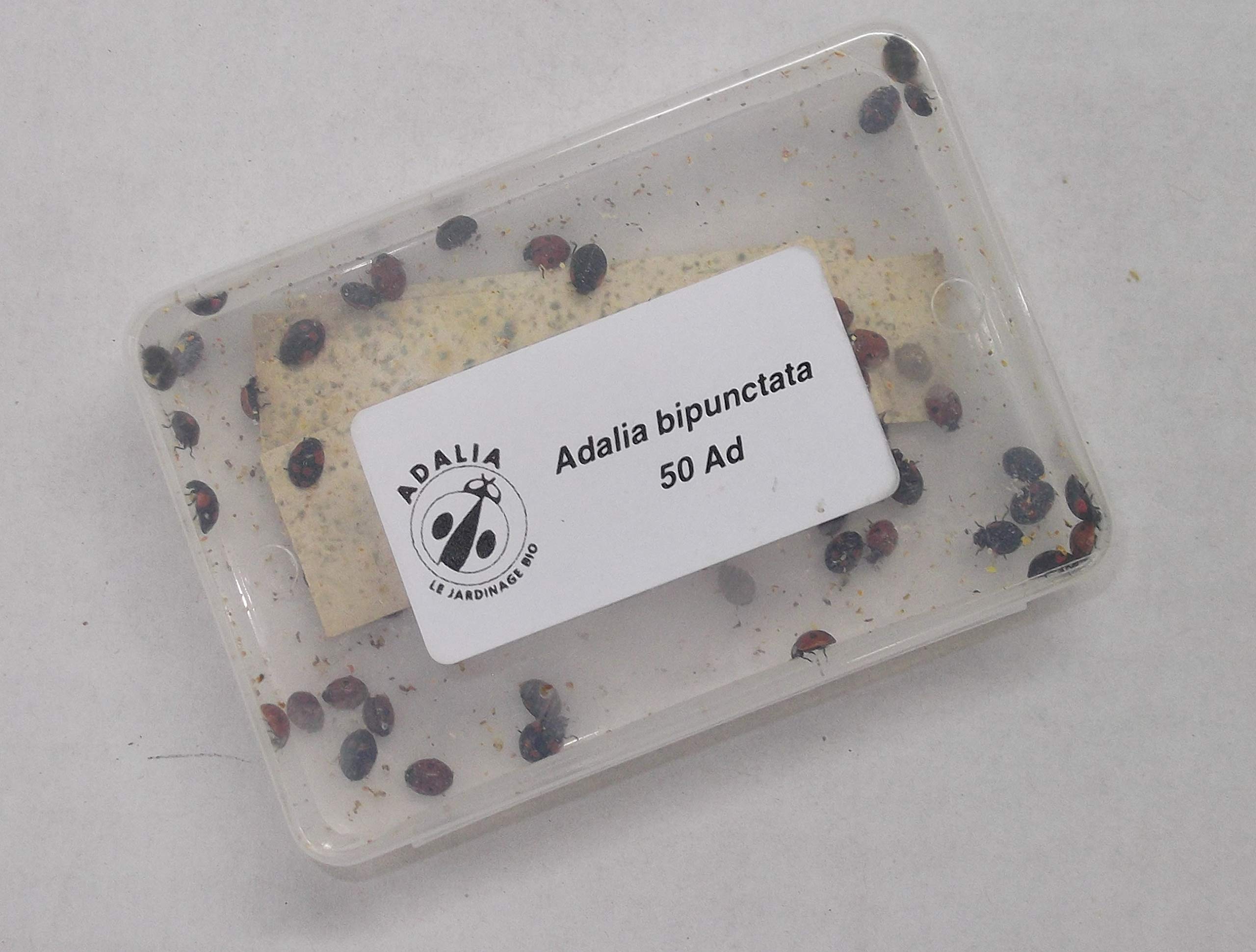 Live Native Ladybirds - Natural pest Control (50)