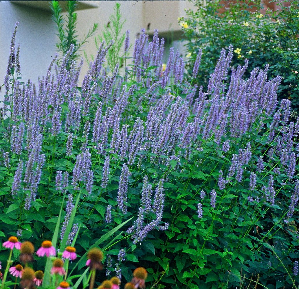 Blue Fortune Hummingbird Mint