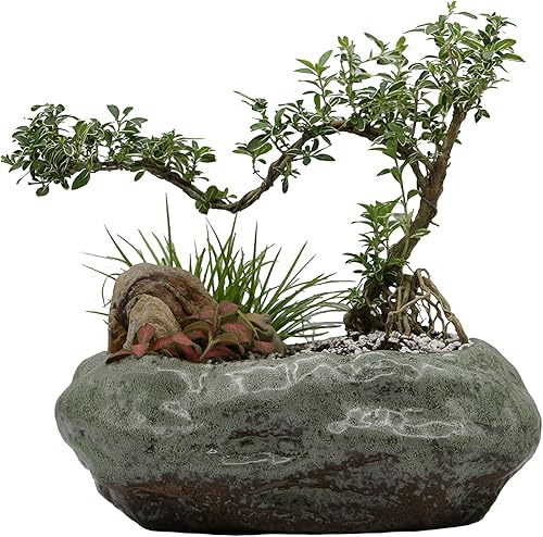 Miniatura 2 de Maceta para suculentas de alta calidad, cerámica con esmalte de pátina decorativo, cocina, sala de estar y decoración del hogar, plantas de