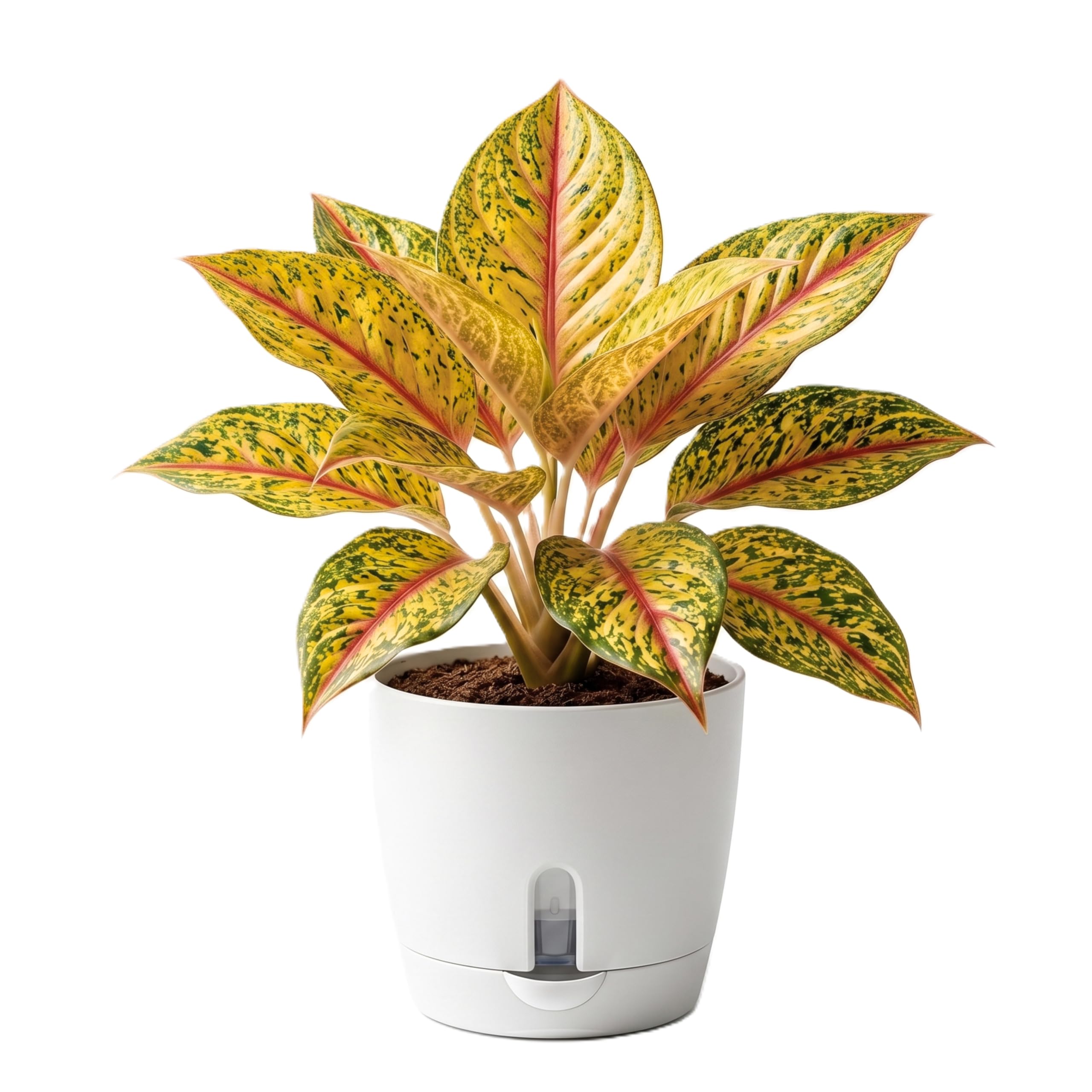 Aglaonema Live Indoor Plant with Self-Watering Pot | Air Purifying Decorative Houseplant | Low Maintenance Indoor Plant for Home & Office [golden]-image-2